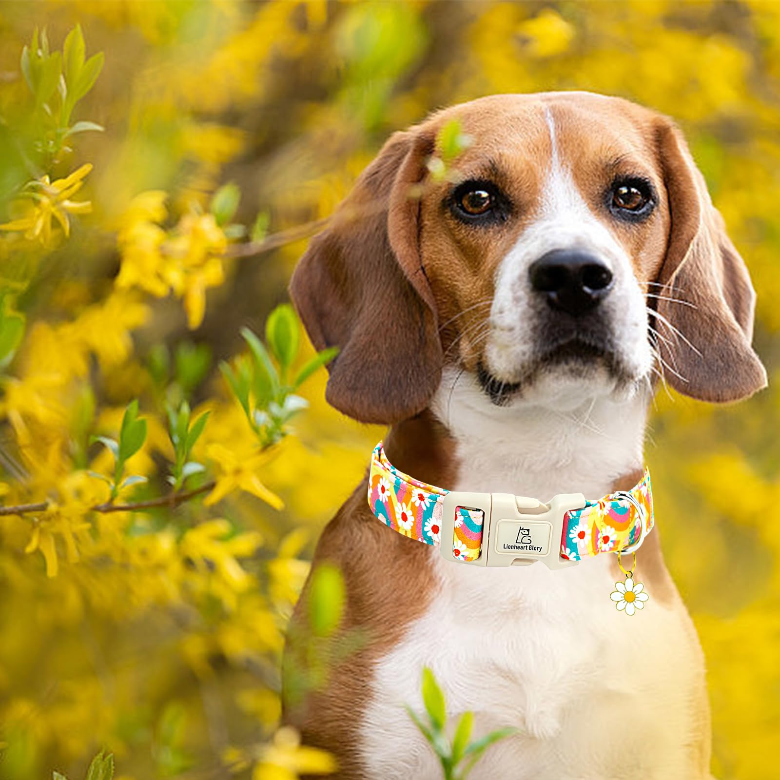 Lionheart Glory Dog Collar-Sunflower Pattern Dog Collar Cute Colorful Dog Collars Heavy Duty Adjustable Collars For Medium Dogs