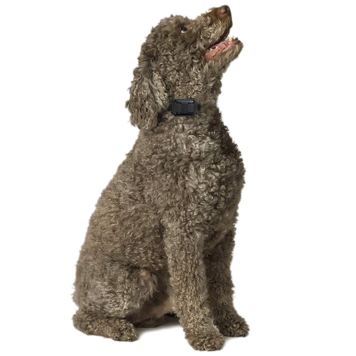 Educator E-Collar Humane Dog Training Collar With Remote, Features 100 Levels Of Safe Stimulation, Tapping Sensation, Night Light, Waterproof, Rechargeable, 3/4 Mile 1 Dog, Yellow