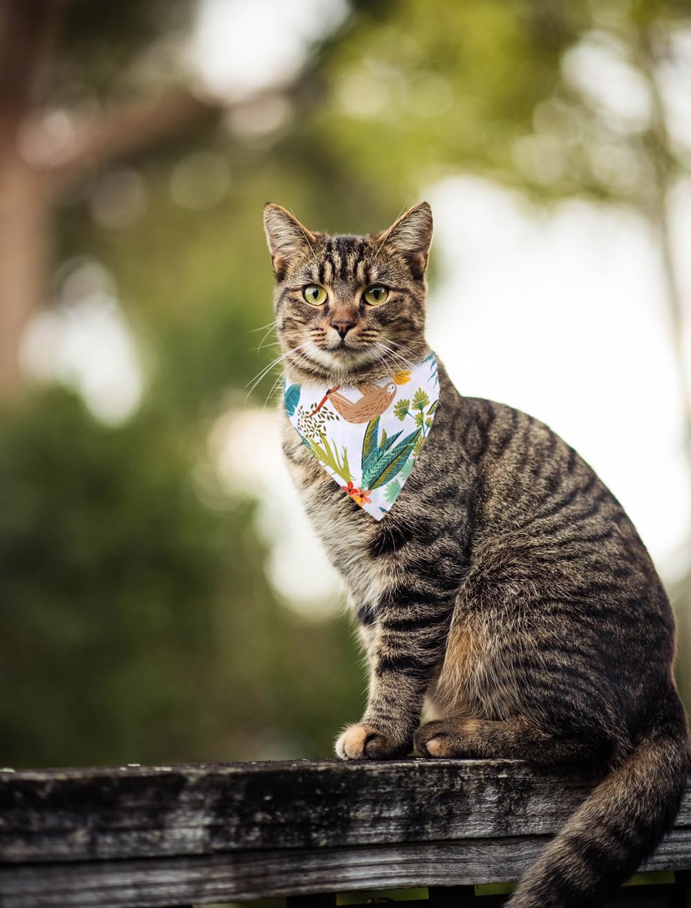 Cat Collars Breakaway With Bandana Bell Leaf Hawaii Pet Kitten Adjustable For Small Dog Puppies Girl Boy