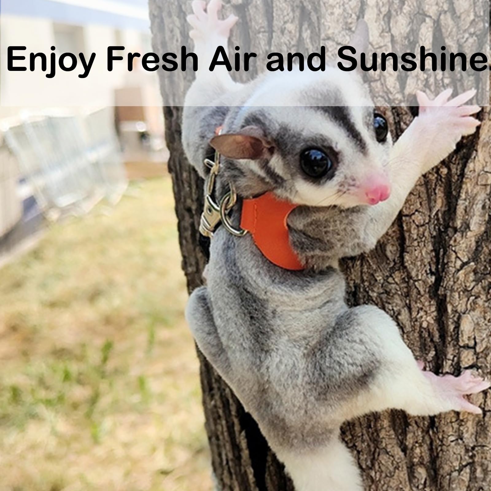 3 Pack Sugar Glider Harness And Leash Set Small Animal Training Walking Vest For Squirrel Hamster Rat-Black