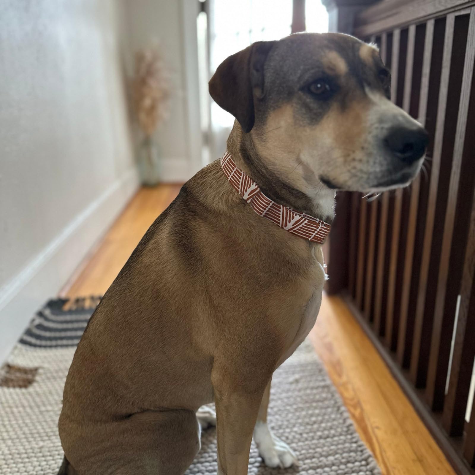 Elegant Little Tail Dog Collar - Fall Halloween Pet Collar For Small Puppy, Girl Boy - Cotton With Metal Buckle Adjustable