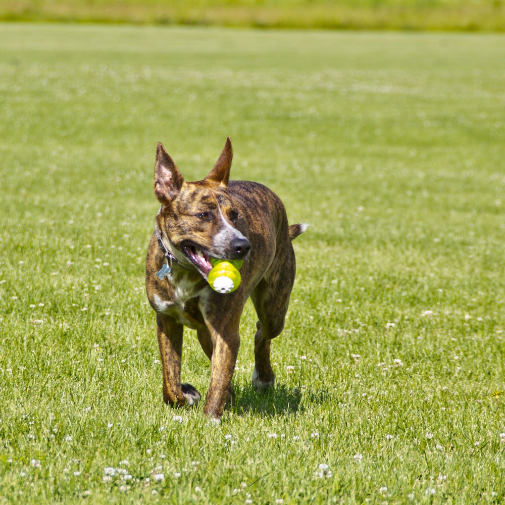 Hyper Pet Hyper Squawkers Dog Bone Durable Dog Toy Designed From Tpr And Nylon With An Enticing Giggle Noise Medium