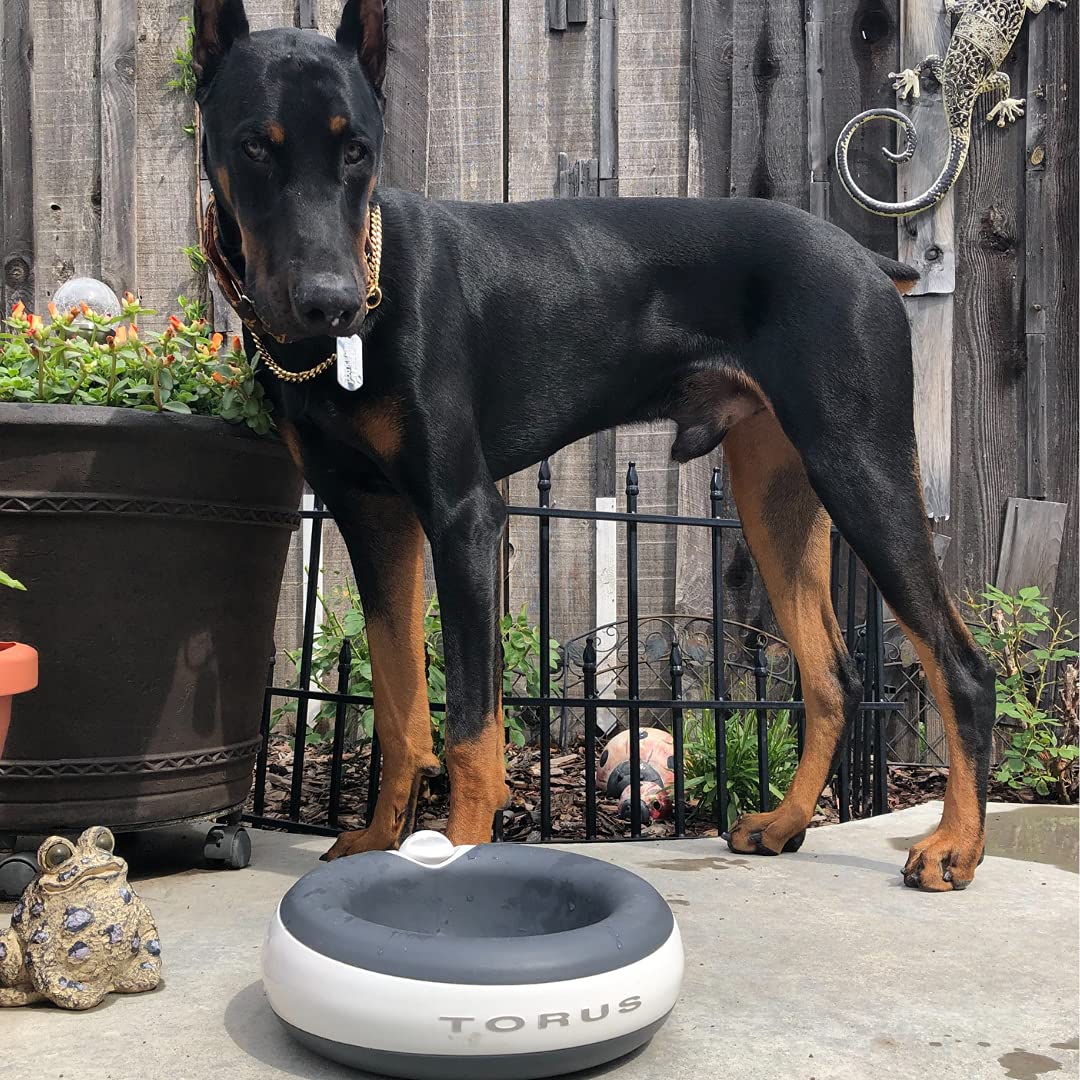 Heyrex Torus 2-Liter Pet Water Bowl, Charcoal