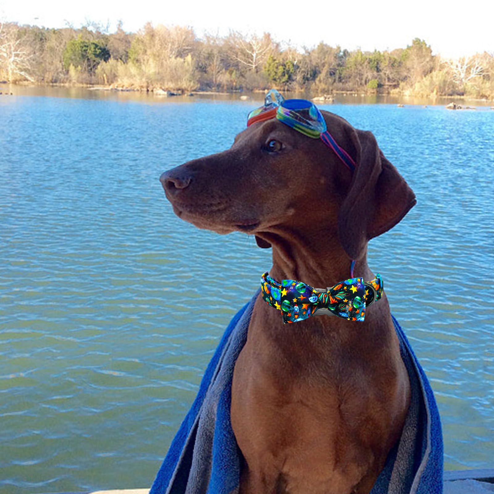 Elegant Little Tail Dog Collar, Boy Pet Collrs Blue Durable Soft Bowtie Dog Collar Adjustable Dog Collars For Small Medium Large