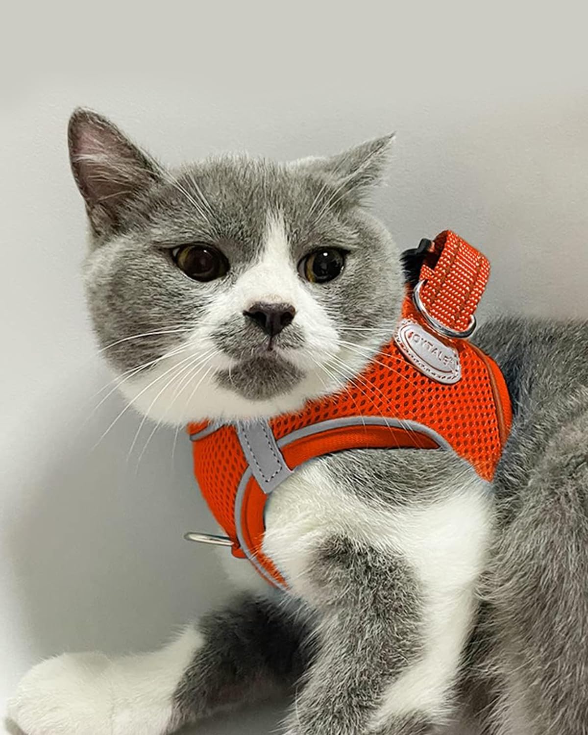 Joytale Small Dog Harness, Breathable Mesh Step-In Vest, Reflective Soft Padded Harnesses For Cats And Puppies Dogs, Orange, Xxx