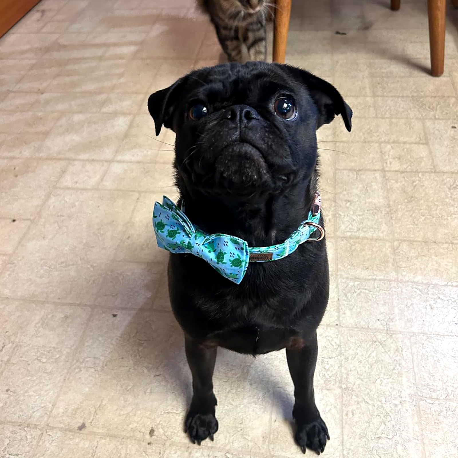 Lionheart glory Dog Collar Bow Collar Blue Dog Collar with Bow Summer Collar Dog Boy or Girl Soft Durable Adjustable Dog Collars