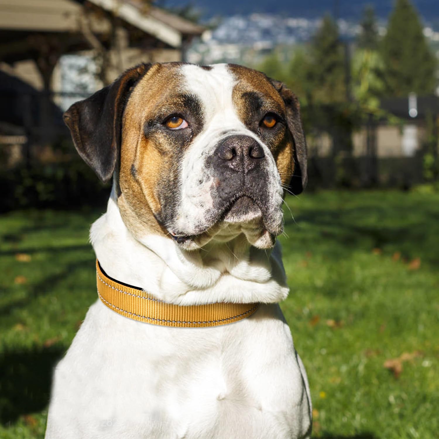 Joytale Reflective Dog Collar,Soft Neoprene Padded Breathable Nylon Pet Collar Adjustable For Extra Large Dogs,Tan,Xl