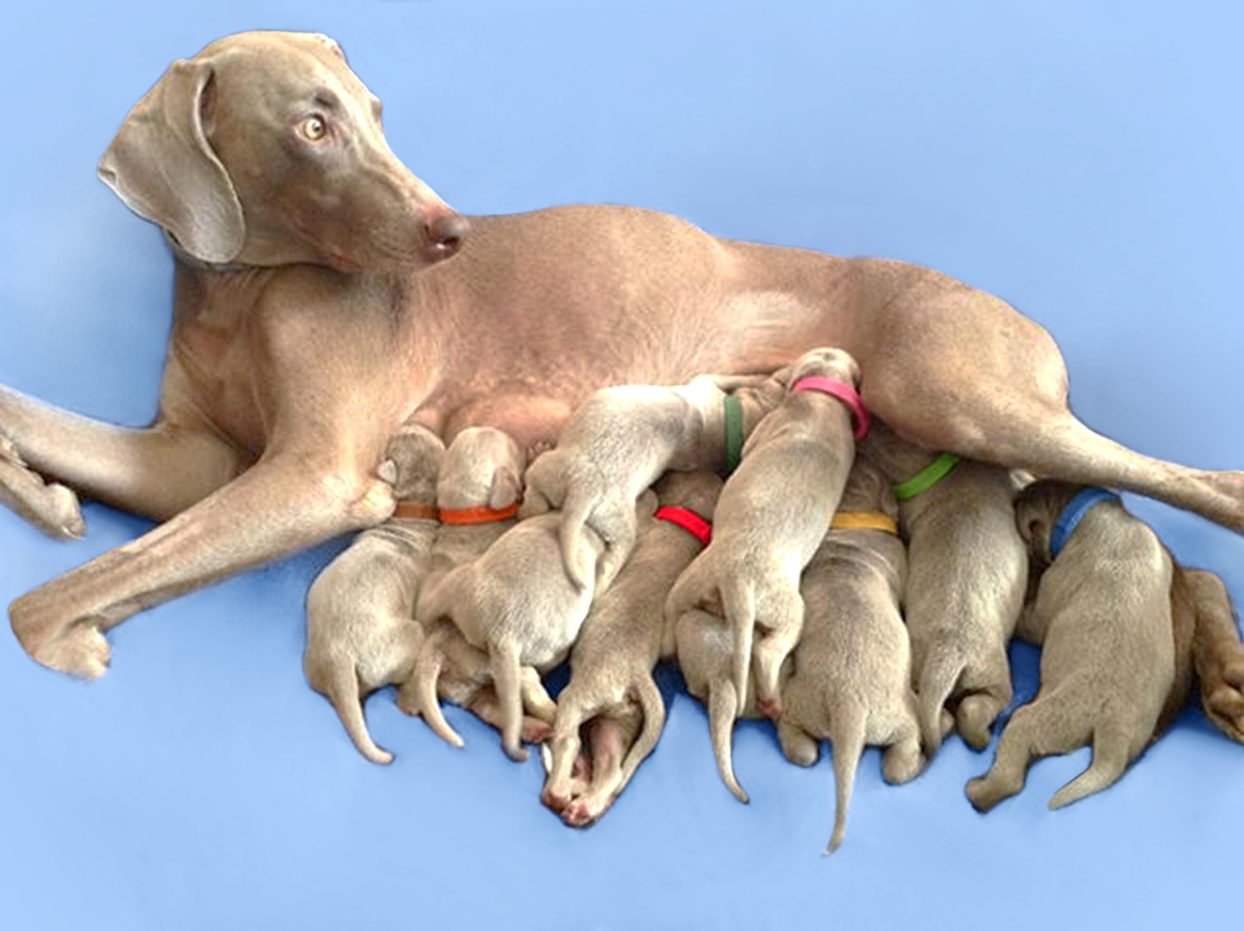 Record Keeping Charts For Breeders