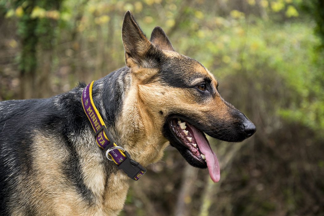 Pets First Nfl Minnesota Twins Licensed Pet Collar, Medium - Heavy-Duty, Strong, And Durable Dog Collar. Available In 31 Footbal