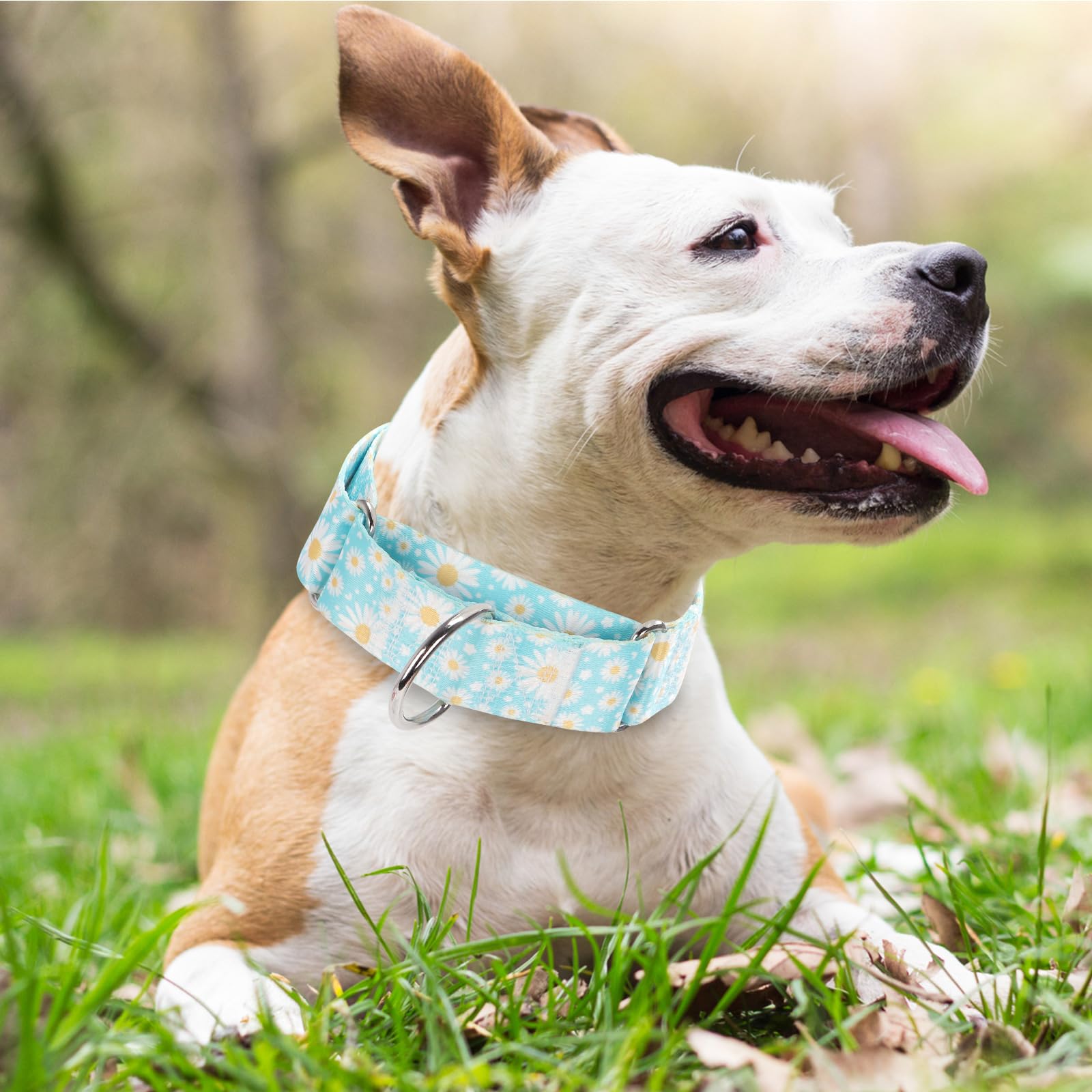 1.5 Inch Martingale Dog Collar - No Pull Design Nylon Training Collar For Medium, Large & Xl Dogs | Heavy Duty Adjustable Choke-