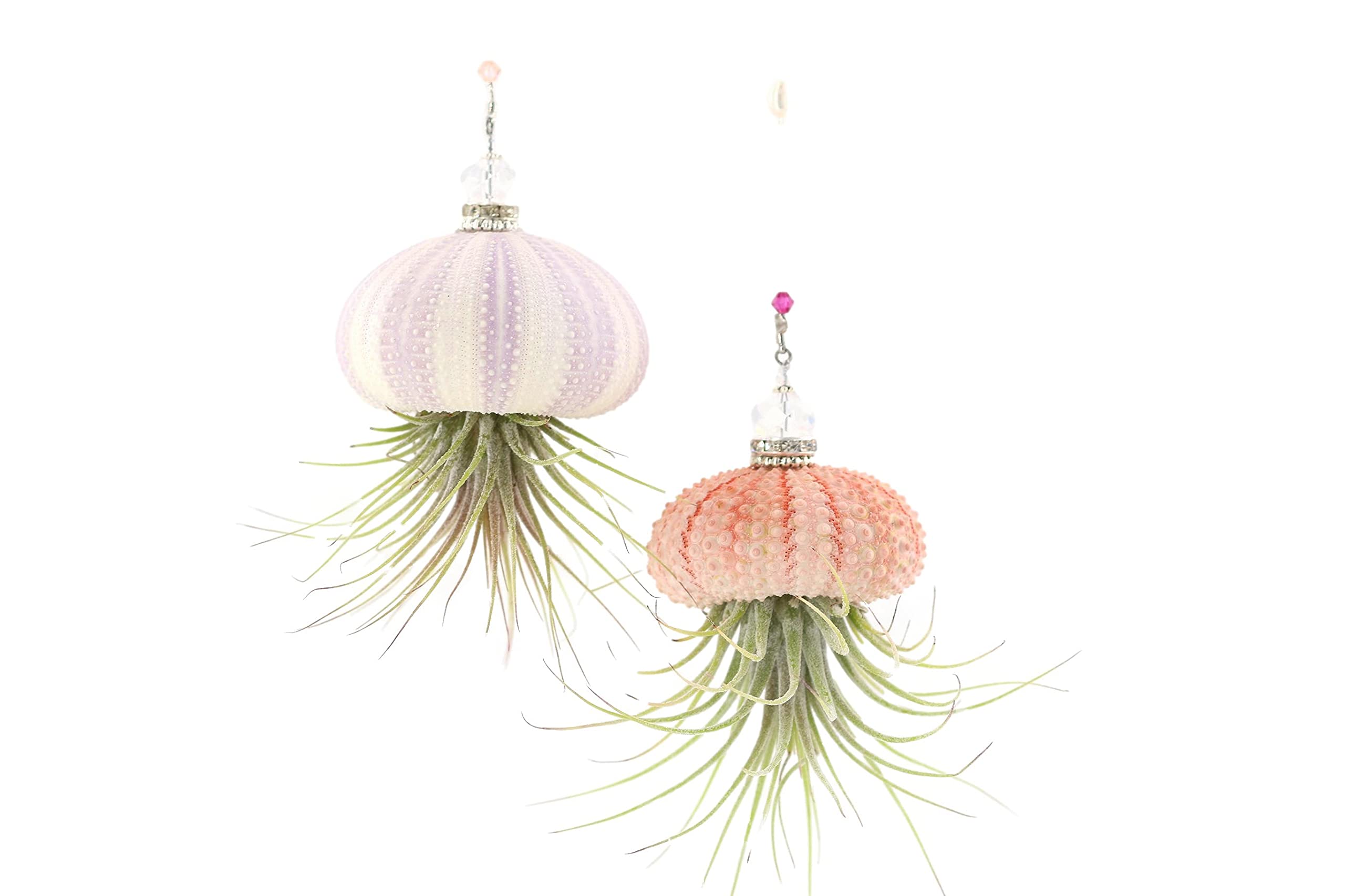 2 Dirty Birds Handmade Hanging Sea Urchin Shell, Jellyfish Live Air Plants, W/Swarovski And Freshwater Pearls, Family, Friend, G