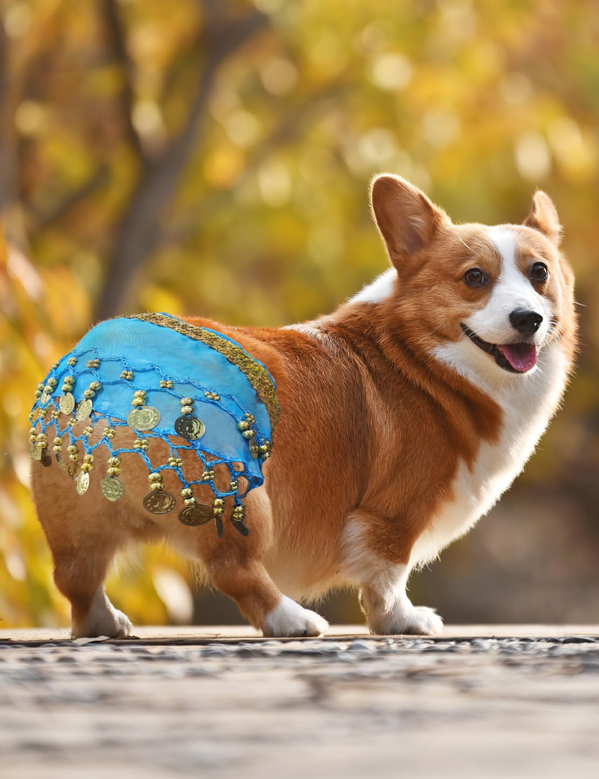 Dog Belly Dancer Costume - Puppy Outfit With Sequin Waist Chain & Hip-Shaking Skirt - Ideal For Corgi And Puppy Birthday Parties