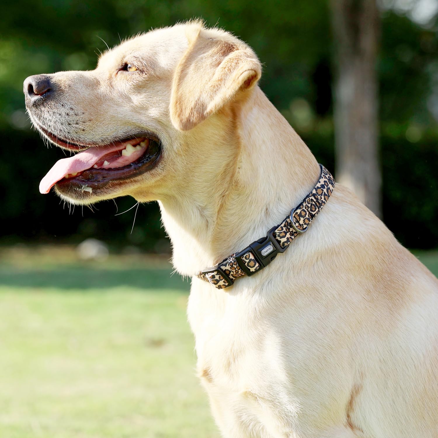 Olahibi Neoprene Padded Dog Collar, Soft And Comfortable, Leopard Pattern, For Medium Dogs.(Medium, Brown Leopard)