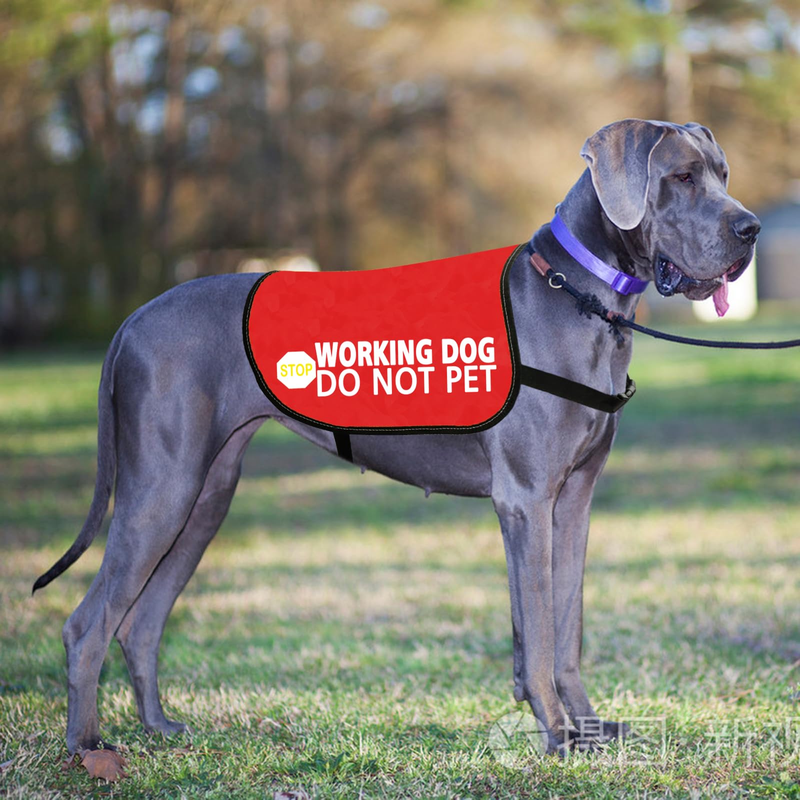 Jxgzso Nervous Dog Jacket Vest Service Dog Working Dog Do Not Pet Anxious Dogs Scared Dogs Slogan Warning Vest (Working Not Pet