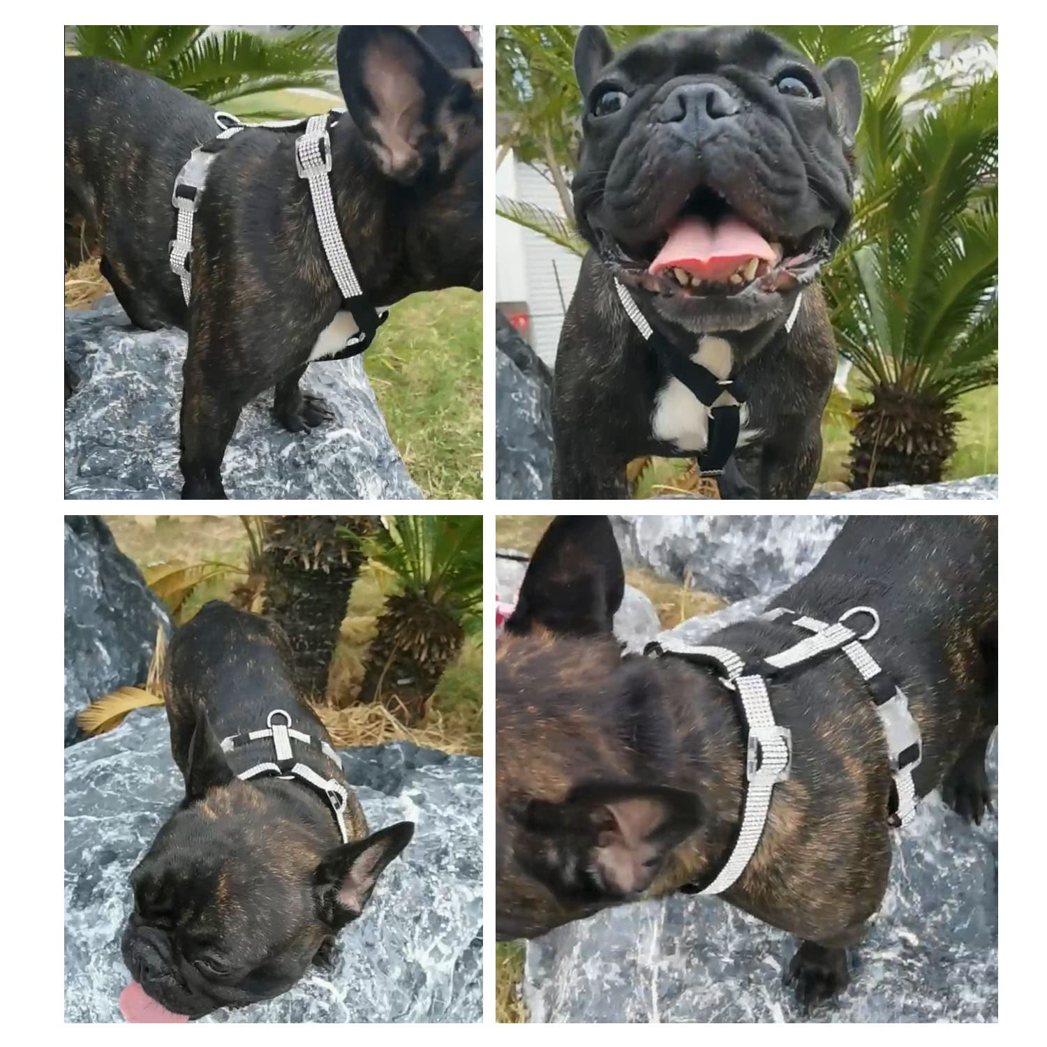 Harikaji Dog Reflective Rhinestone Harness, No Pull Adjustable D-Ring Harness Walking Harness For Small Meduim Large Dog(Black,M