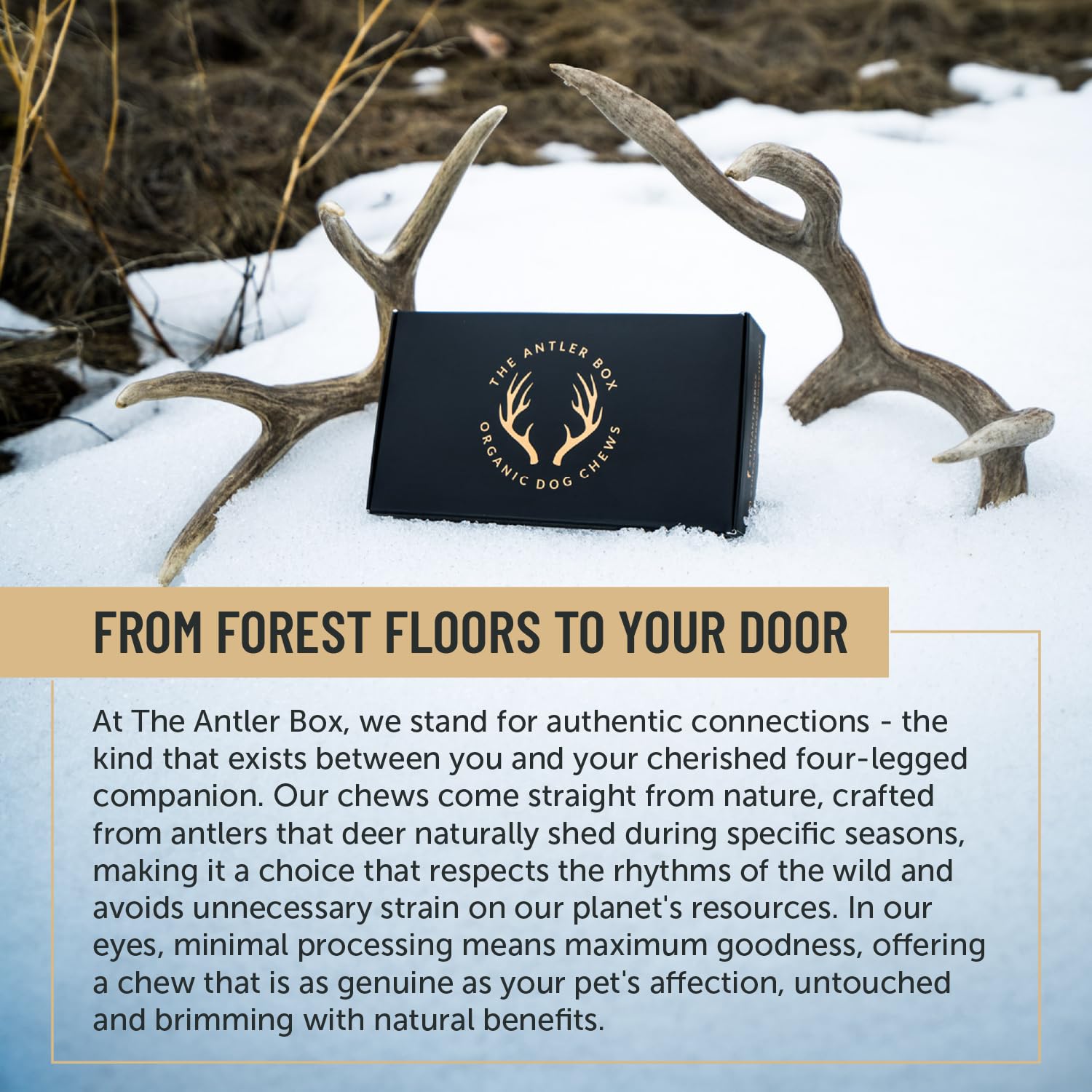 The Antler Box Premium Deer Antler Dog Chews (1 Lb Bulk Pack) (X-Large (2 Antlers)