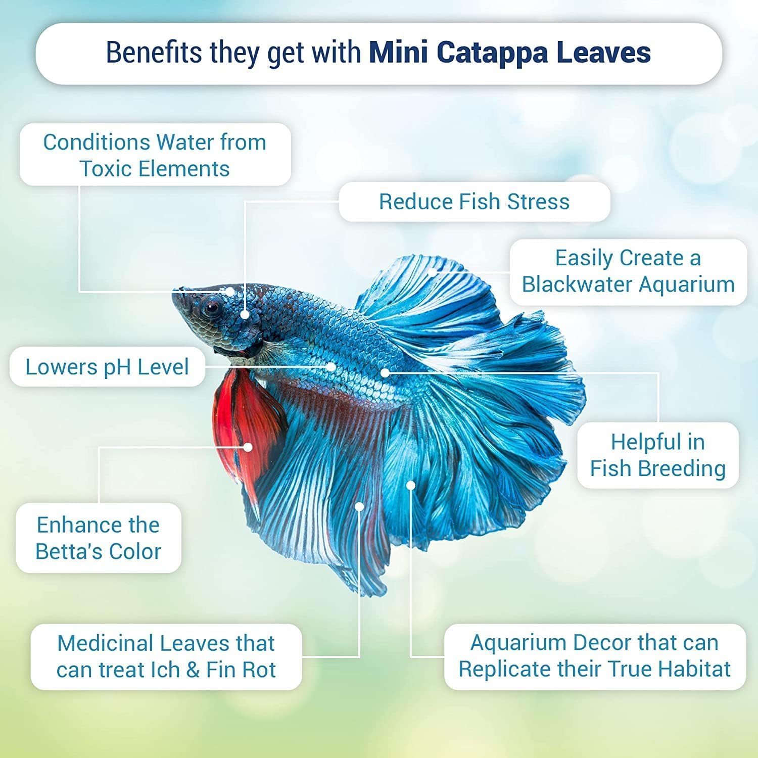 SunGrow 100 pcs Catappa Indian Almond Leaves for Betta Fish Tank Aquarium, 2    Water Conditioner Leaves, Leaf Also Suitable for