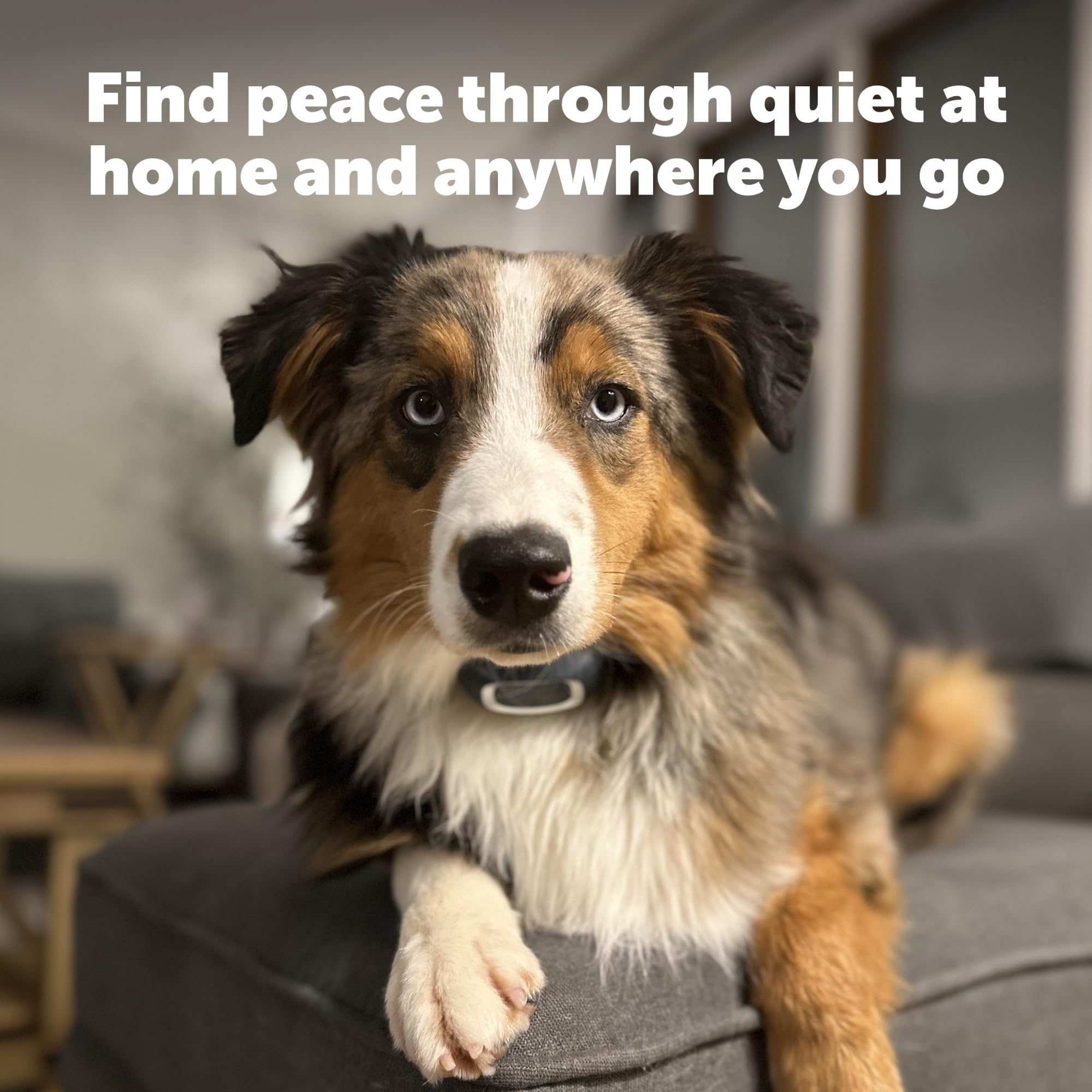 Petsafe Rechargeable Bark Collar, 15 Levels Of Automatically Adjusting Static Correction - Rechargeable, Waterproof - Reduces Barking And Whining - For Small, Medium, And Large Dogs Over 8 Lb