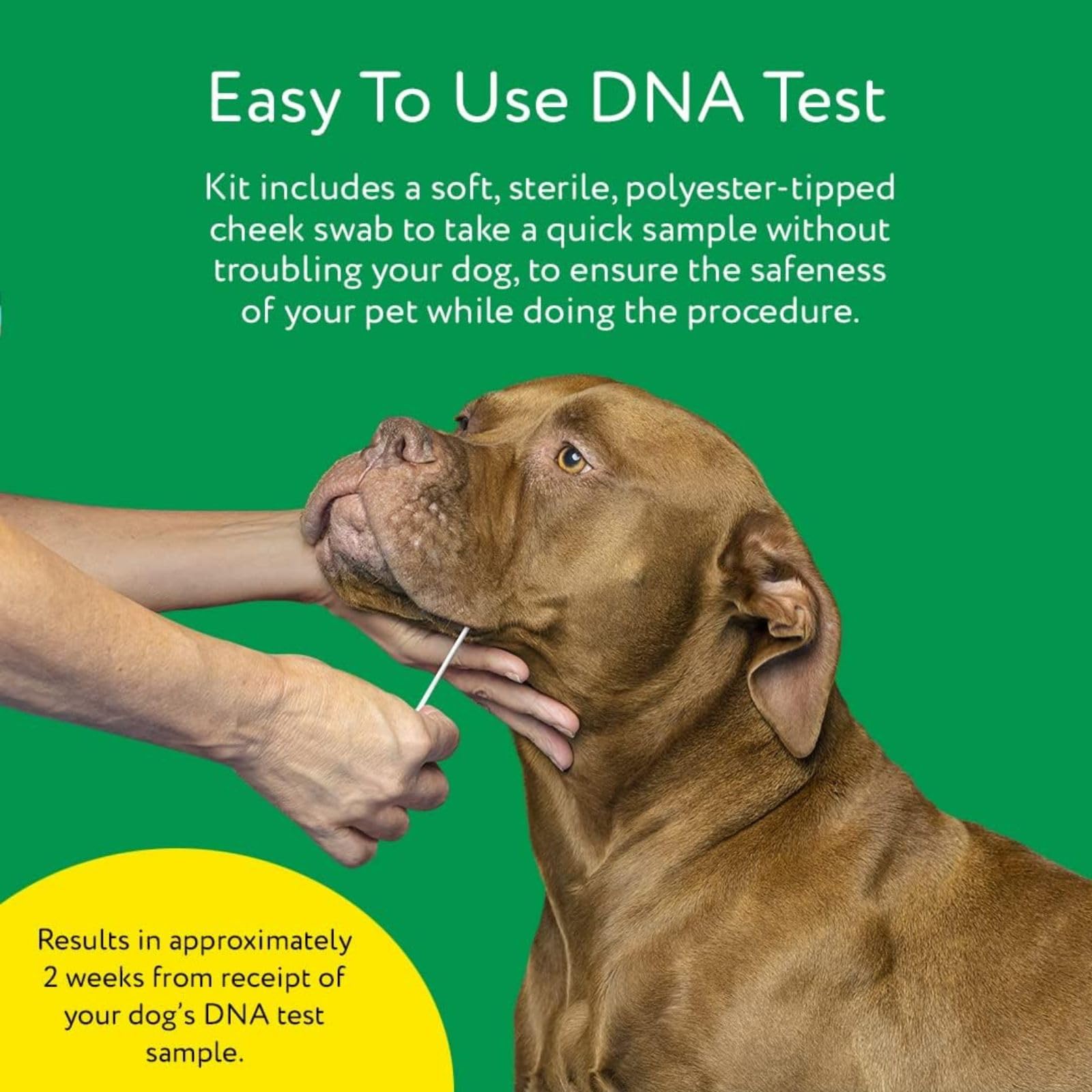 Dna My Dog - Essential Breed ID Test | 99% Accuracy | DNA Analysis of 360+ Dog Breeds | Fastest Turnaround Less Than 3 Weeks | L