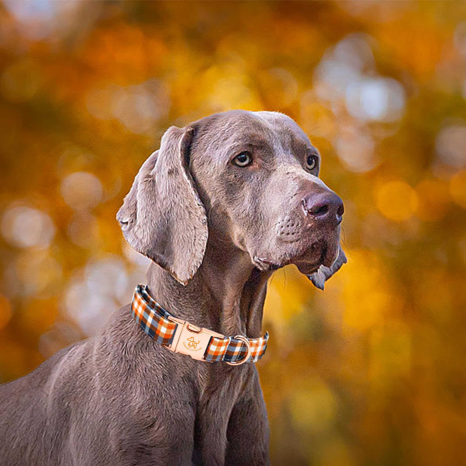 Elegant Little Tail Dog Collar - Orange Plaid Fall Pet Collar With Metal Buckle, Adjustable Cotton Collar For X-Large Dogs, Pupp