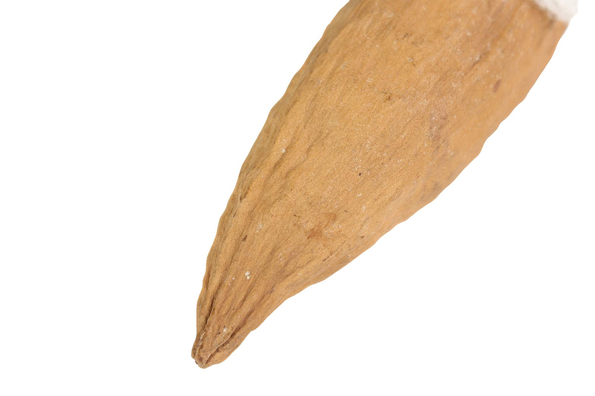 Penn-Plax Kapok Pod For Birds And Small Animals – Meets And Satisfies The Various Chewing And Nesting Needs Of Tiny Critters