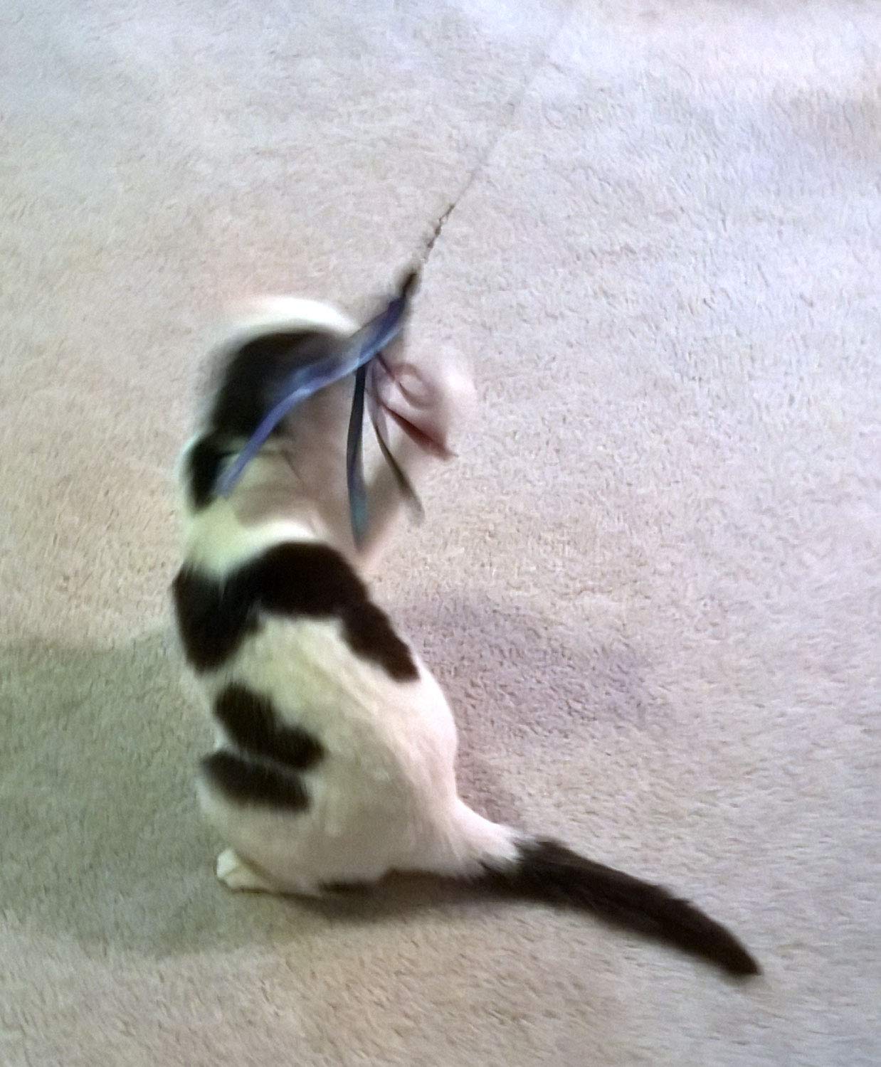 Coolcybercats Ribbon, Leather And Fur Attachment Cat Toys - Fit Wildcat And Popular Bird And Catcher Type Wands/Poles (Ribbons)