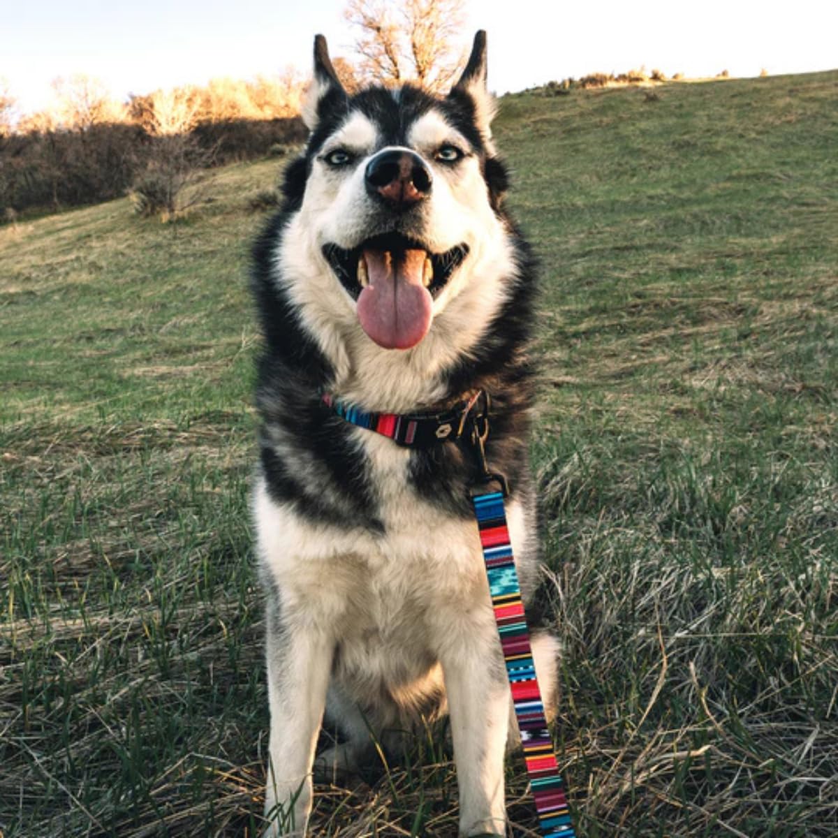 Wolfgang Heavy Duty Dog Leash - Pull-Tested 800 lbs, Small Size, Quetzal Print, Single Handle (5/8" x 4')