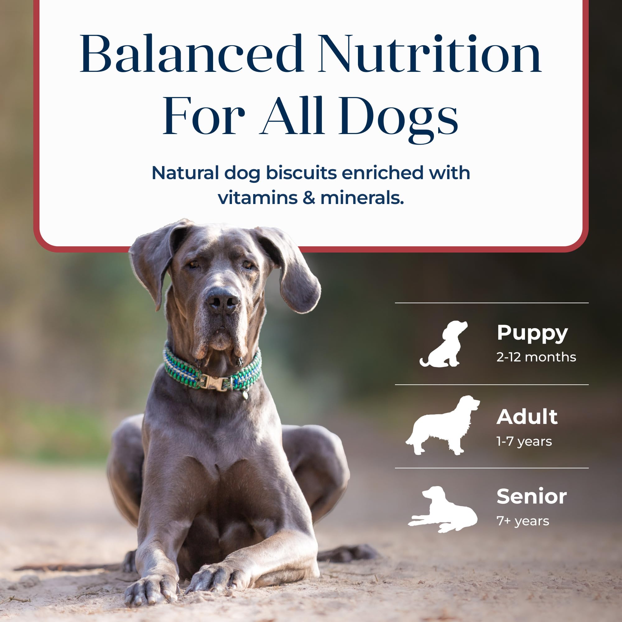 Blue Buffalo Basics Crunchy Dog Biscuits for Skin & Stomach Care, Limited Ingredient Diet Dog Treats, Salmon & Potato Recipe, 6-