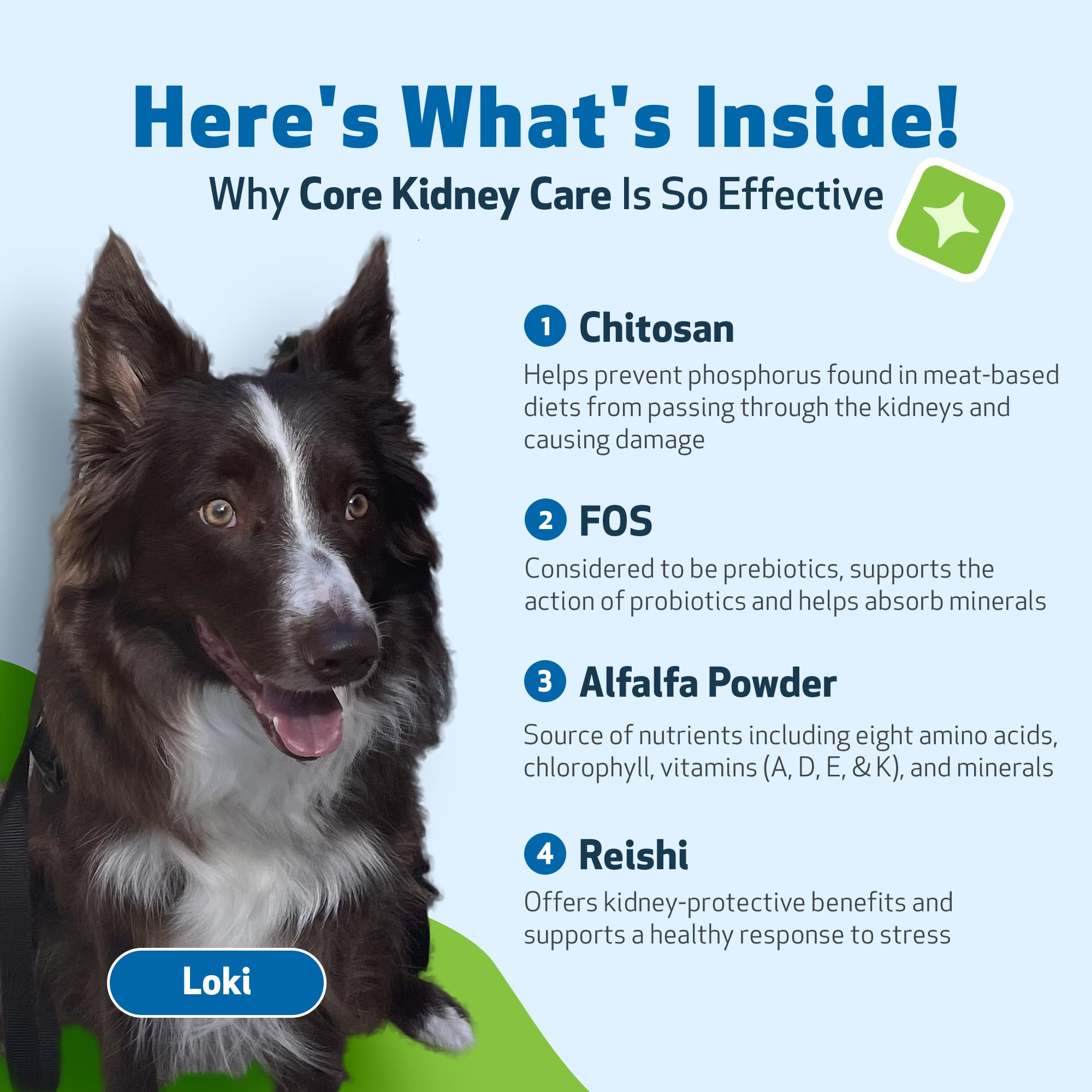 Pet Wellbeing Core Kidney Care for Cats & Dogs - Daily Phosphate Binder with FOS, Chitosan, Probiotics, Reishi - Vet-Formulated