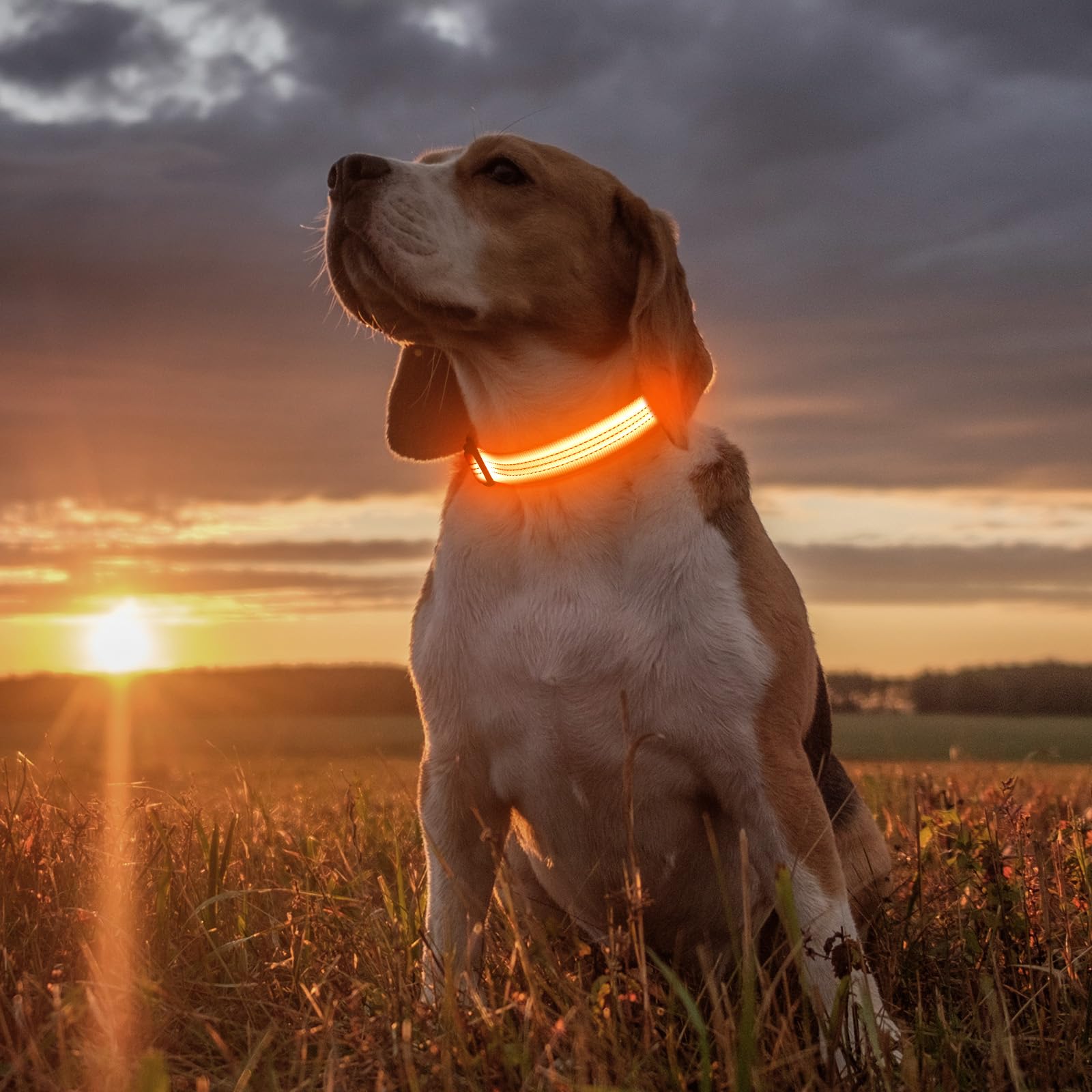 Illumifun Led Dog Collar Usb Rechargeable Light Up Dog Collar, Reflective Pet Safety Collar Light Glow In The Dark (Orange?, Med