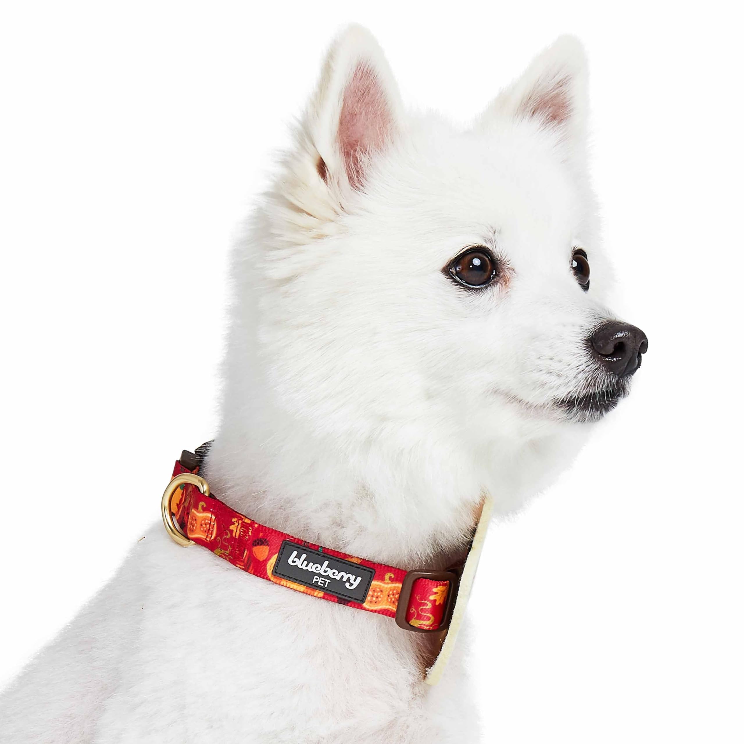 Blueberry Pet Thanksgiving Fall Pumpkin and Acorn Adjustable Dog Collar with Detachable Accessory, Small, Neck 12''-16''