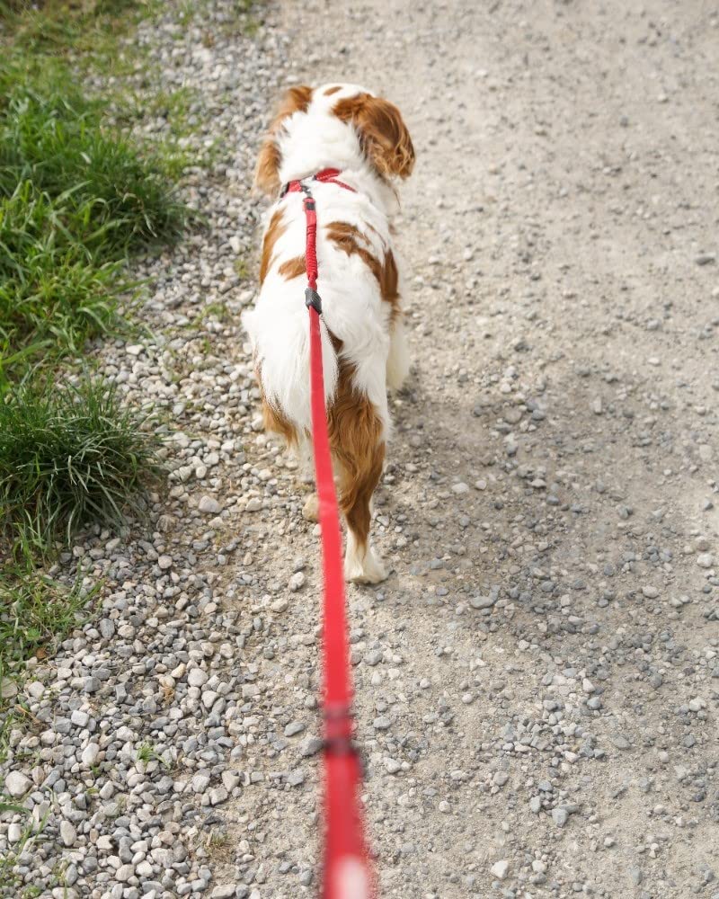 Ezydog Zero Shock Leash Lite - Best Shock Absorbing Bungee Dog Leash & Training Lead - Double Handle Reflective Leash For Traffic Control - For Walking, Jogging And Running (72, Blue)