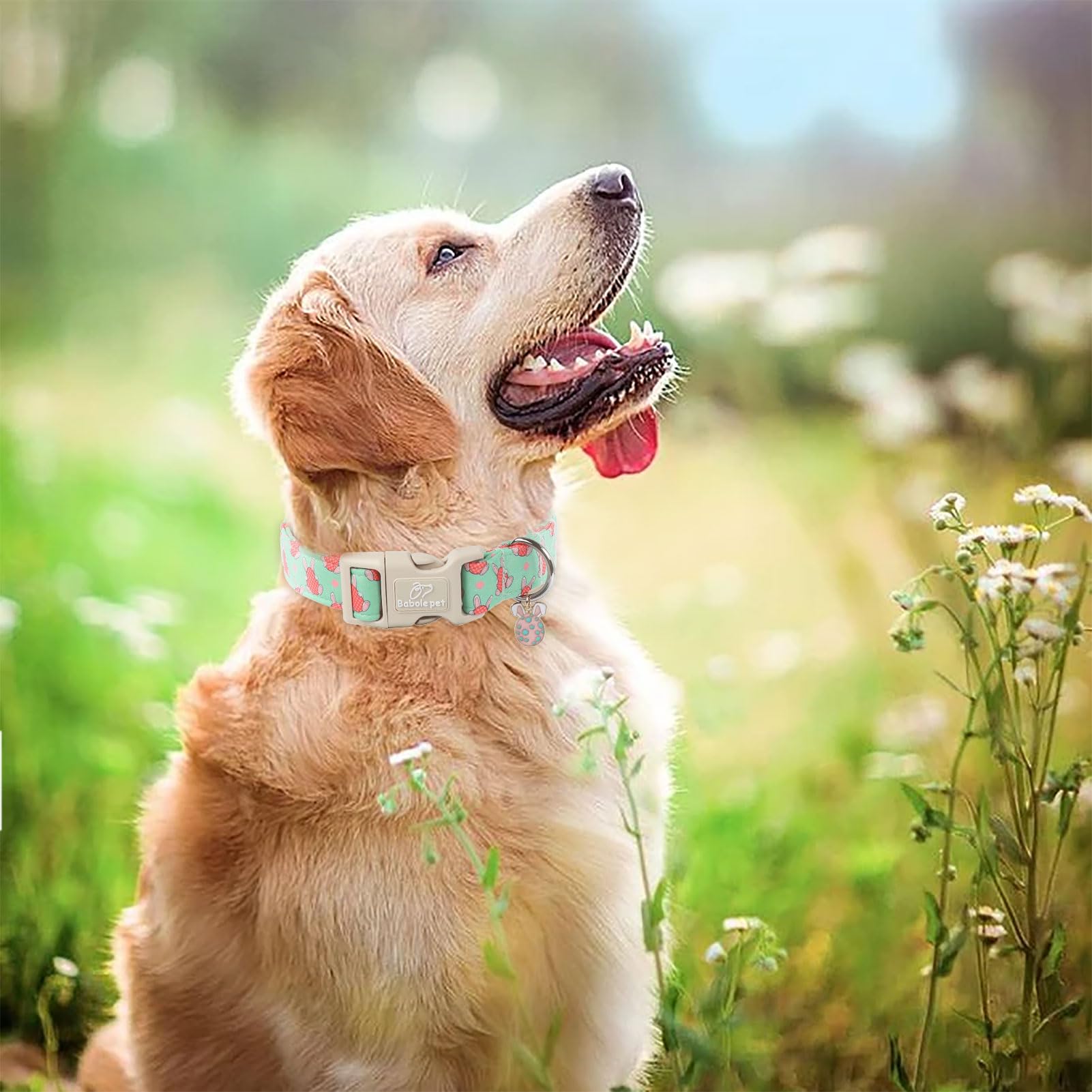 Babole Pet Easter Dog Collar for Large Dogs - Design Cute Easter Bunny Egg Dog Collars Boy Girl Puppy Adjustable Quick Release B