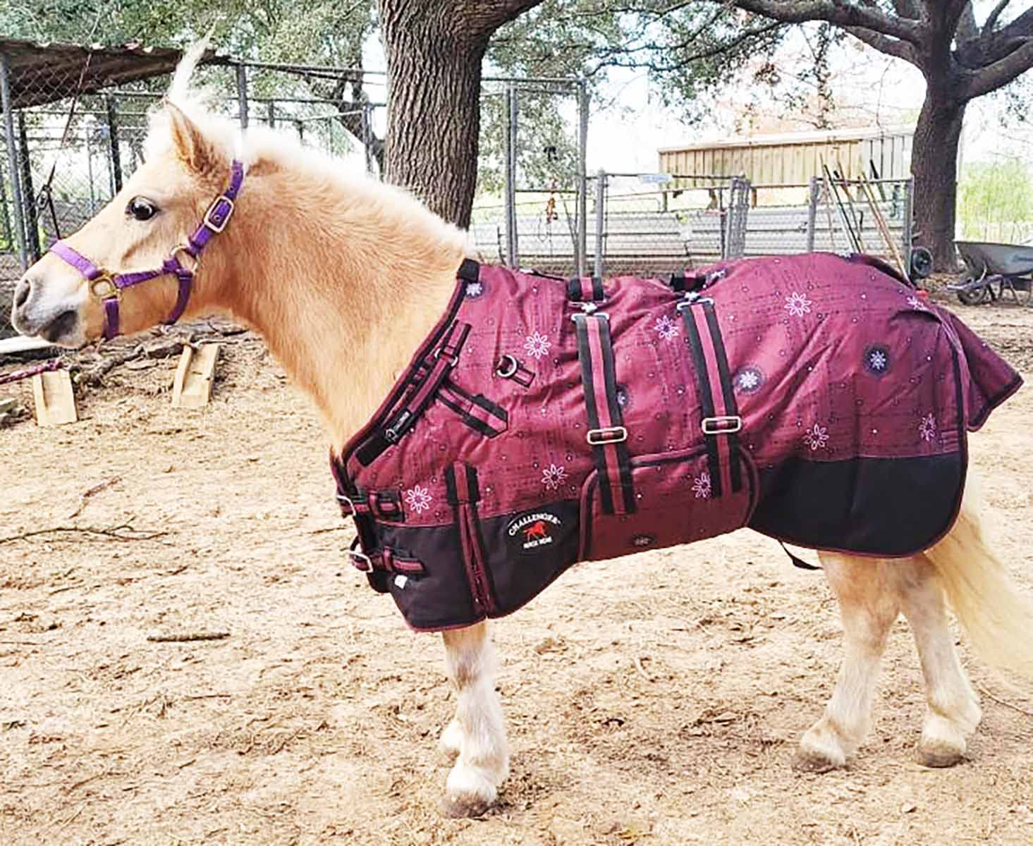 Challenger 40'' 1200D Miniature Weanling Donkey Pony Horse Foal Winter Blanket 51979B