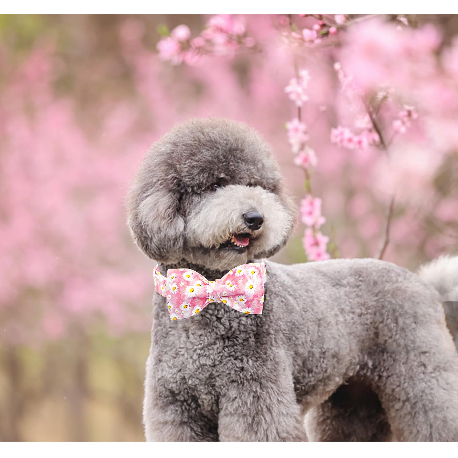 Lionheart Glory Dog Collar, Pink Floral Pattern Dog Bow Collar Girl Dog Collars With Bows Adjustable Durable Collar For Small Do