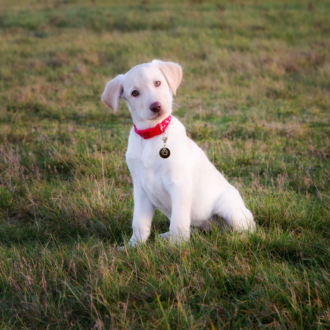 100% Shungite Pet Collar Charm - Natural Protection Dogs Cats Puppies Kittens Best Affordable Christmas Holiday Gift Idea Keychain - 100% Authentic, Black Crystal Stone (Small/Medium)
