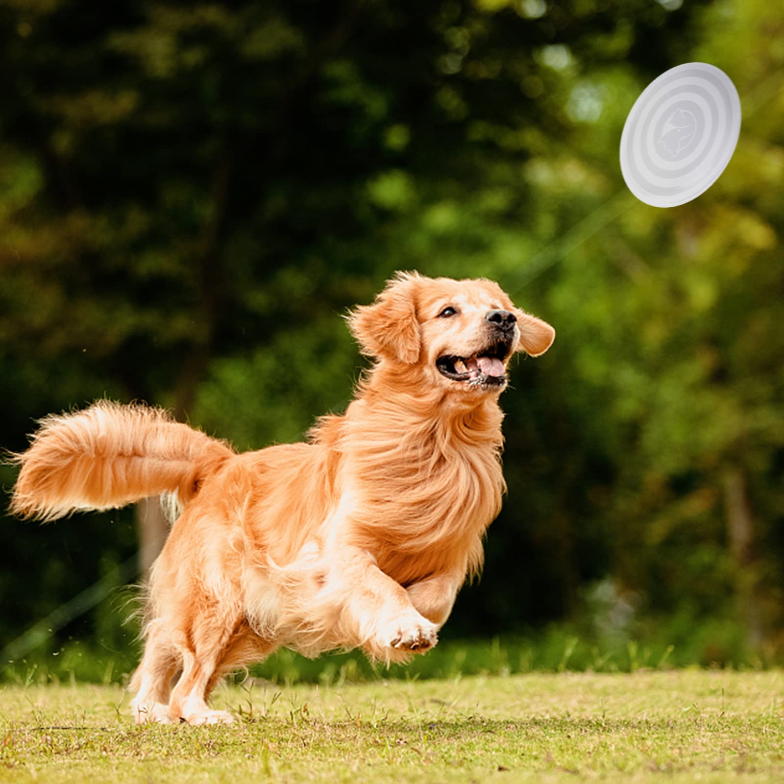Slson Dog Bowls Pet Collapsible Bowl With Cover Lids,2 Pack Dog Travel Bowls Portable Foldable Cat Water Dish Bowl For Pets Walking Parking Camping (Taro Purple And Concrete Gray, Large)