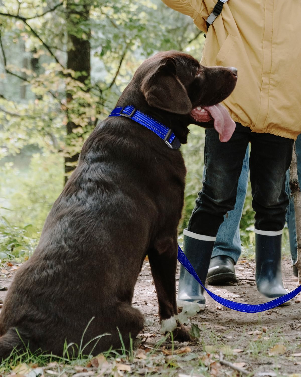 Tagme Reflective Nylon Dog Collars, Adjustable Classic Dog Collar With Quick Release Buckle For Extra Large Dogs, Royal Blue, 1¼' Width