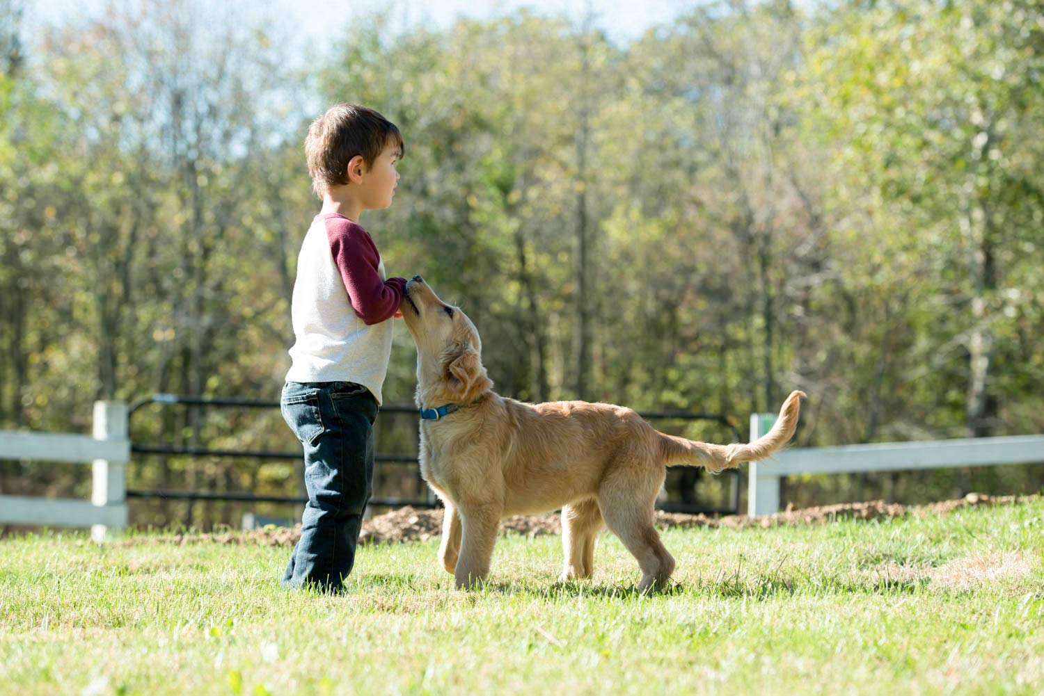 Terrain D.O.G. Brahma Webb Dog Collar
