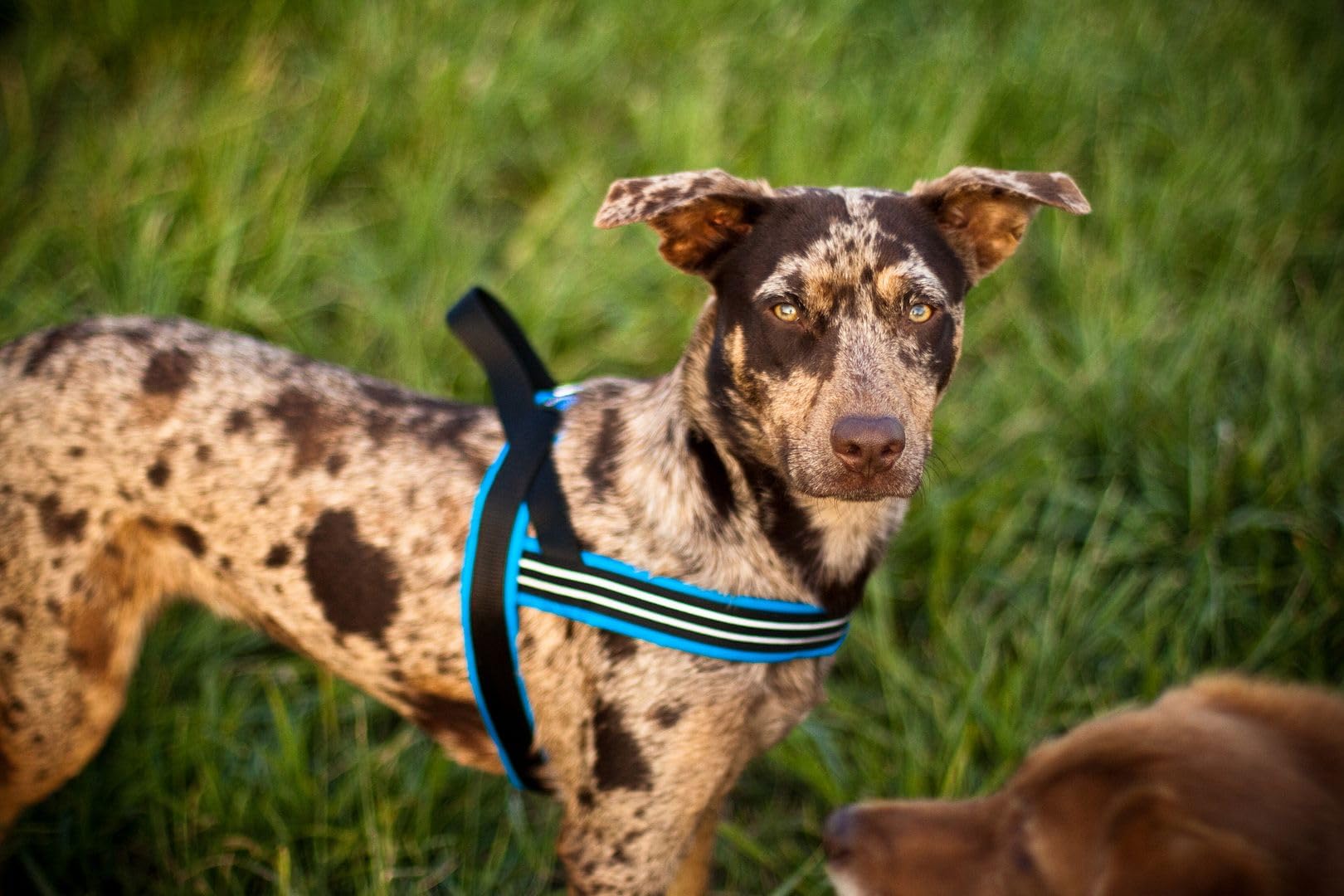 ComfortFlex Sport Harness - American Made No Pull Dog Harness for Small, Medium, Large Dogs - Padded, Reflective No Rub Harness