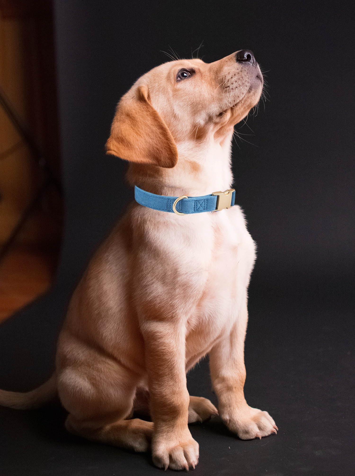 YUDOTE Soft Cotton Dog Collar with Metal Buckle Adjustable Heavy Duty Comfy Corduroy Collars for Small Medium Large Dogs,Blue,La