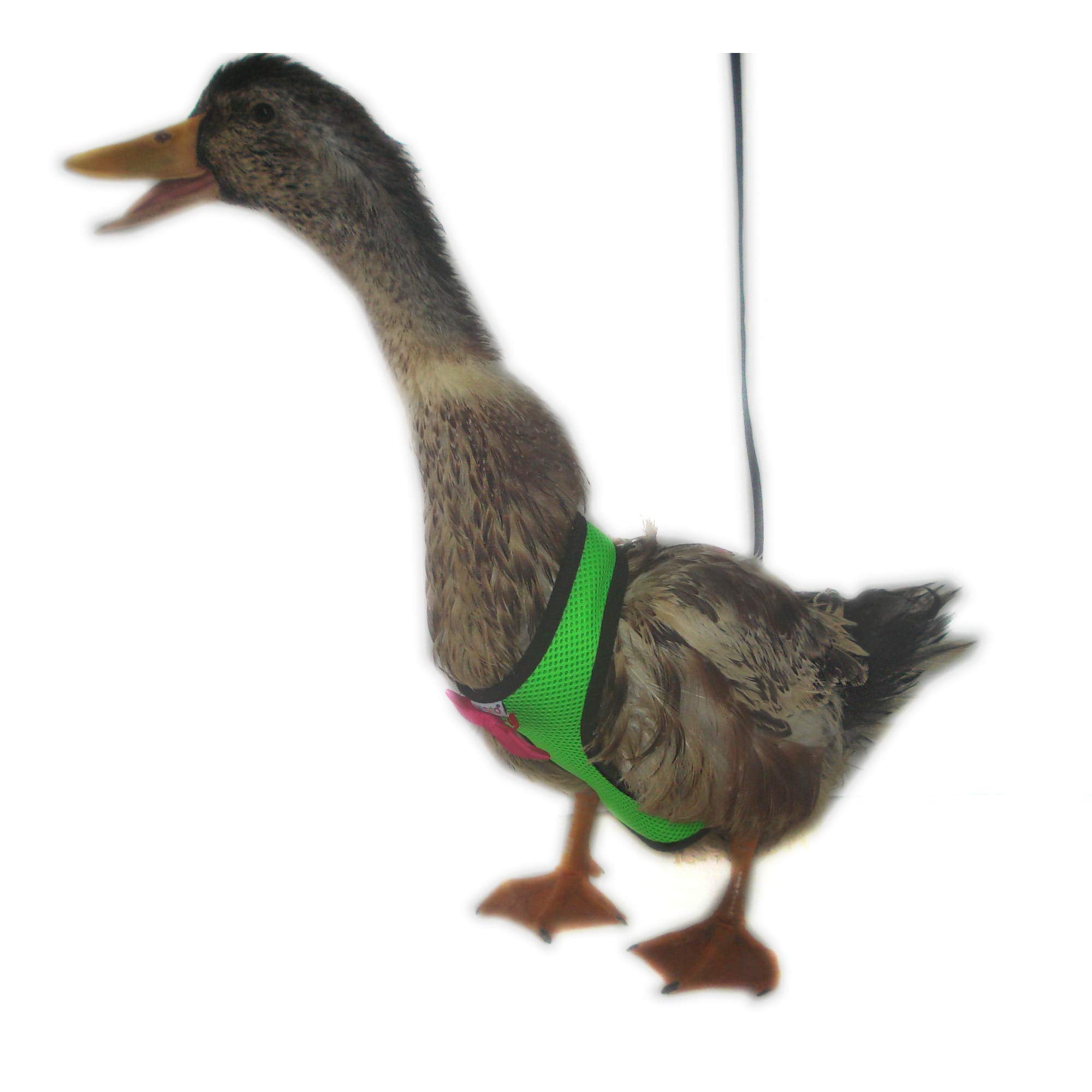 Yesito Chicken Harness Hen Size With 6-Foot Matching Belt - Adjustable, Elastic, Comfortable, Breathable, Large Size Suitable For Chicken, Duck Or Goose Suitable For Weight About 4.9-6.8 Pounds, Green