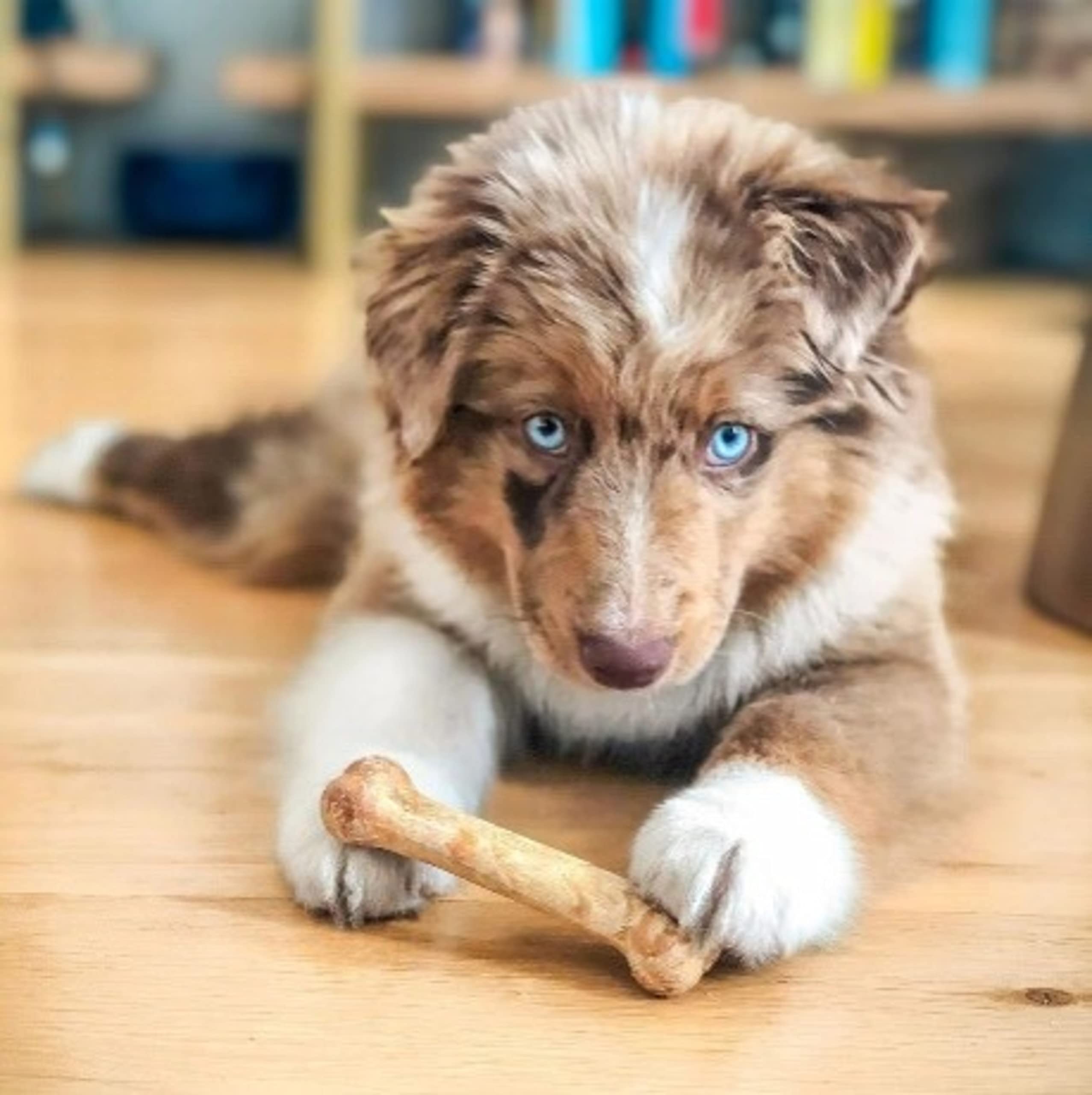 Nylabone Healthy Edibles Natural Dog Chews Long Lasting Roast Beef & Chicken Flavor Treats for Dogs, X-Small/Petite (48 Count)