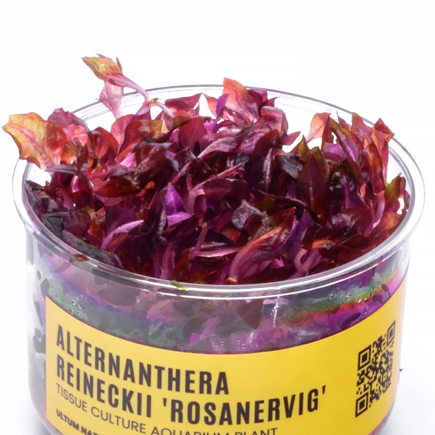Ultum Nature Systems Alternanthera Reineckii Rosanervig Red Stem Tissue Culture Live Plant For Aquarium, Aquascape, Freshwater F