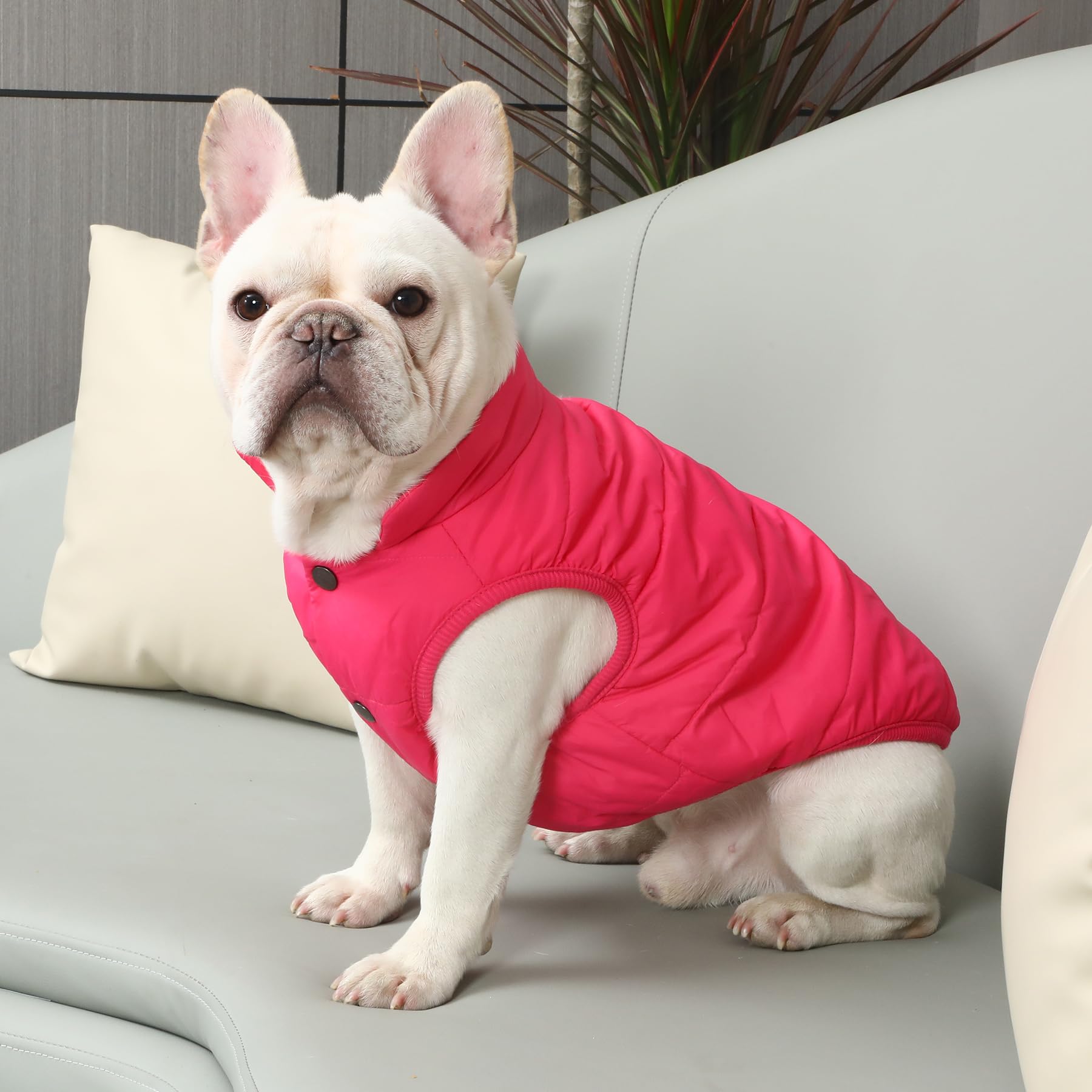 Joydaog 2 Layers Fleece Lined Warm Dog Jacket For Puppy Winter Cold Weather,Soft Windproof Small Dog Coat,Pink S