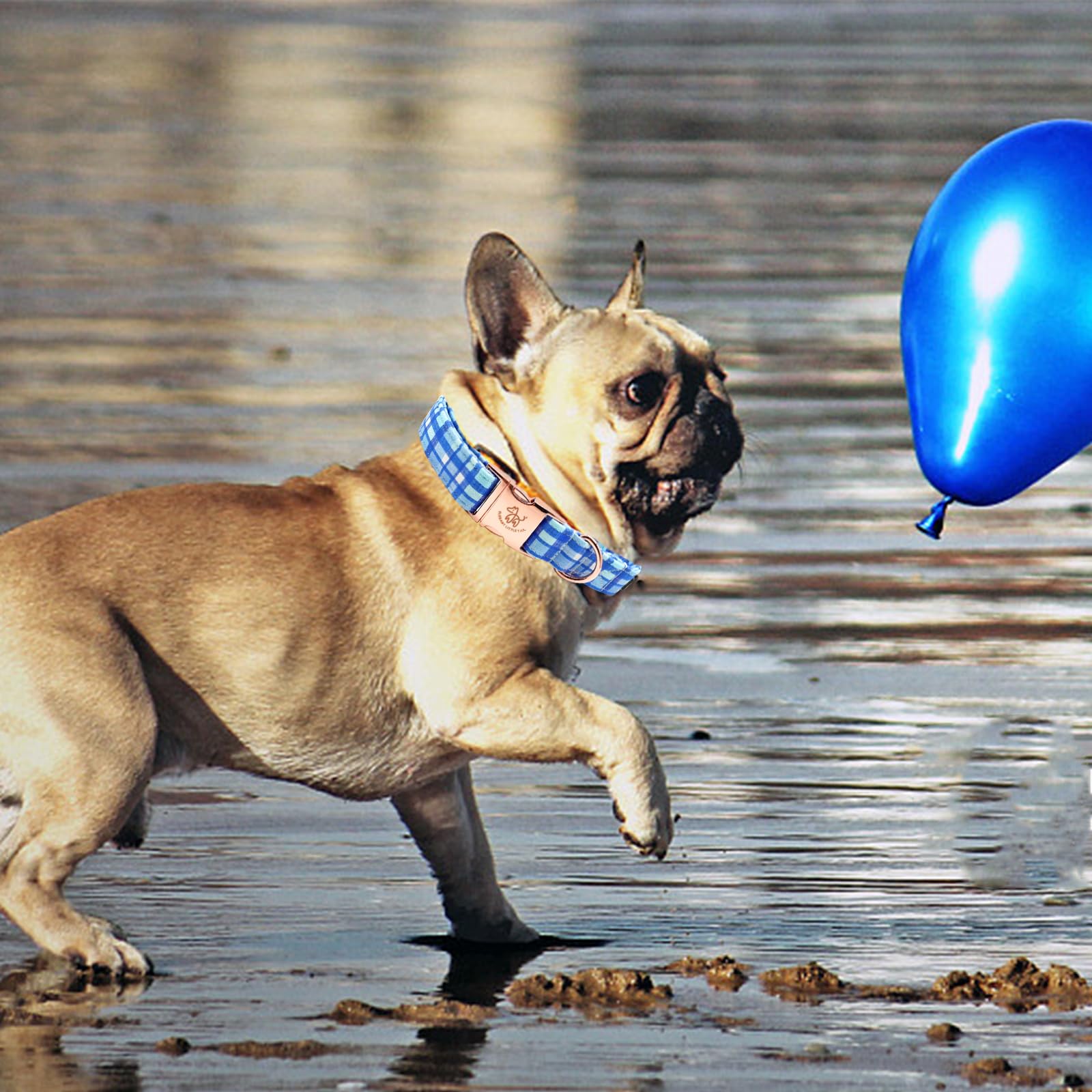 Elegant Little Tail Blue Plaid Pattern Xl Dog Collar, Unique Seasonal Design, Adult Large Dogs