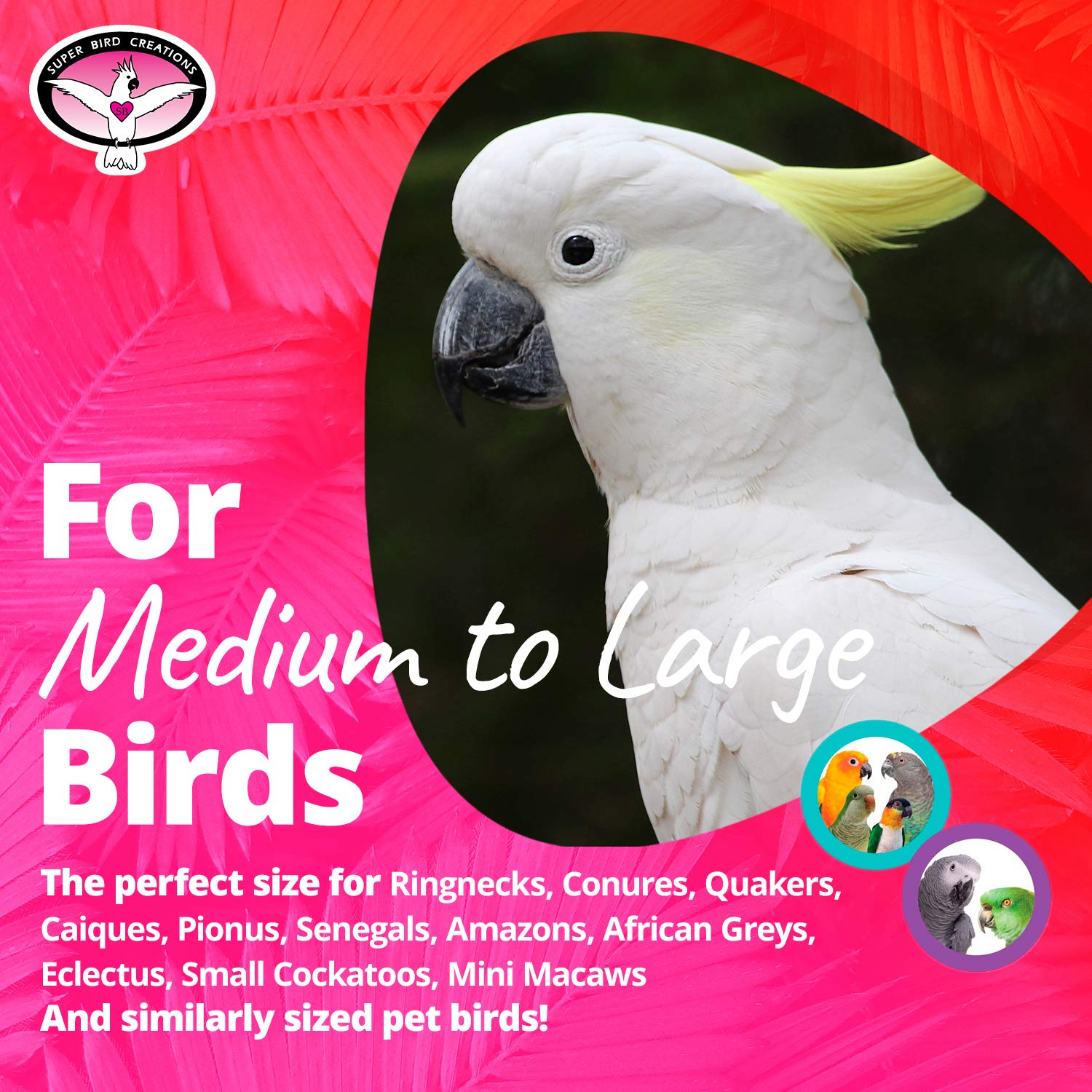 Super Bird Creations Sb449 Rainbow Bridge Jr, Medium Size, 18” X 3” X 7”