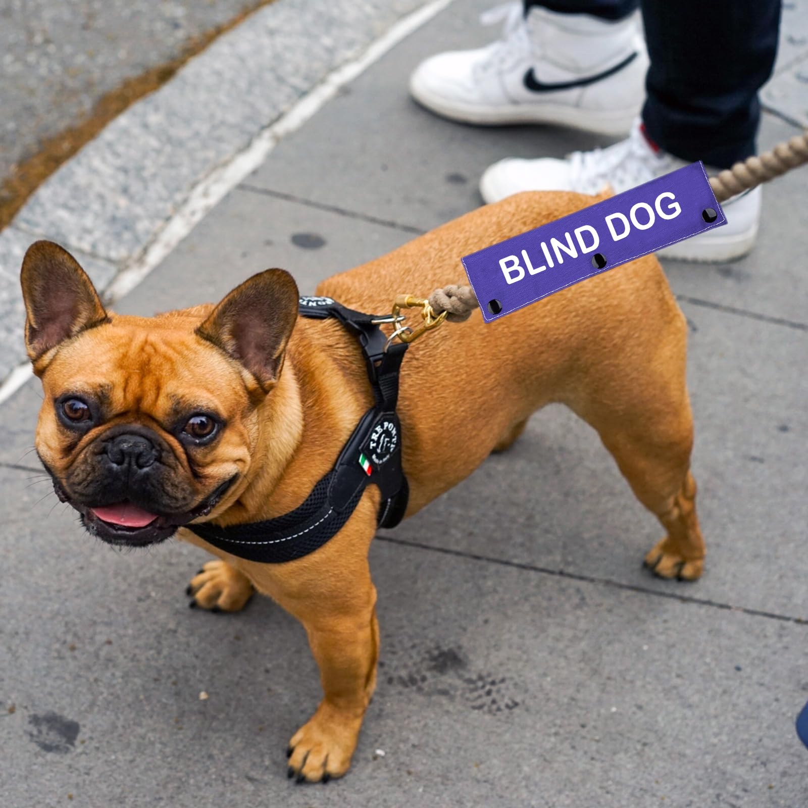 Blind Awareness Dog Leash Wrap Blind Dog Leash Sleeve Social Distancing Dog Patch (Blind Dog)
