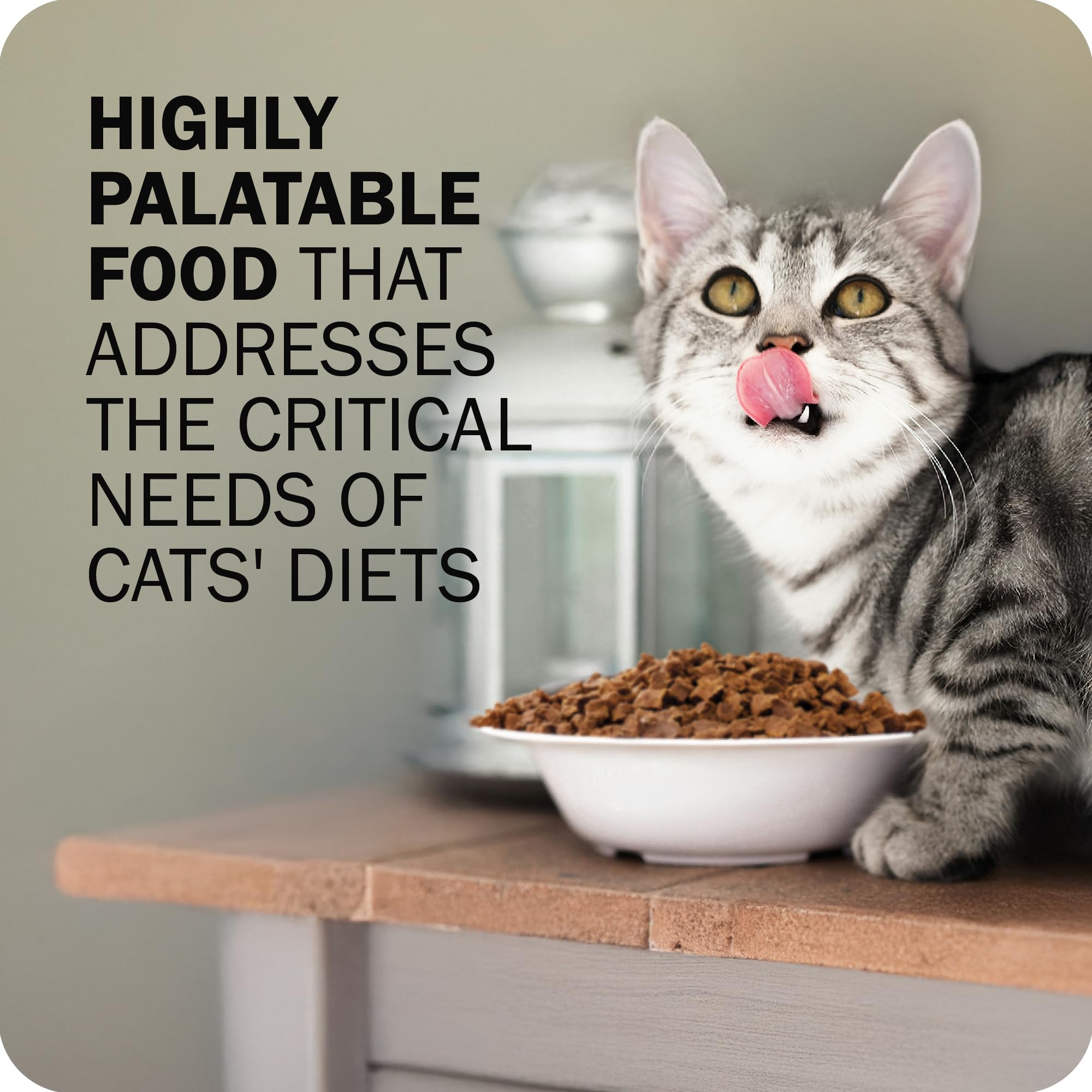 Redbarn Air Dried Powerfood for Cats with Real Chicken - Made in USA High Protein, Grain-Free Dry Cat Kitten Food Full Meal or T