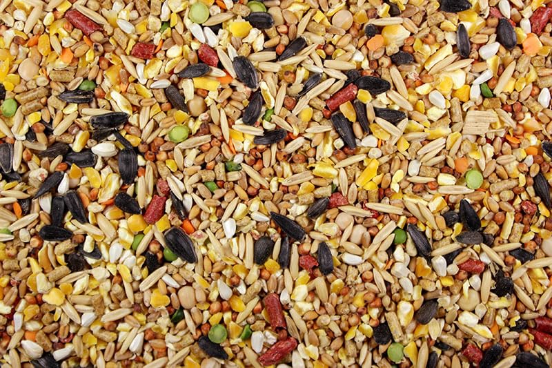 DelightFood Chicken Feed, Whole Ingredient Chicken Treat, Wied Variety of Grains Poultry Feed (10 Pound (Pack of 1), Singer Mix 